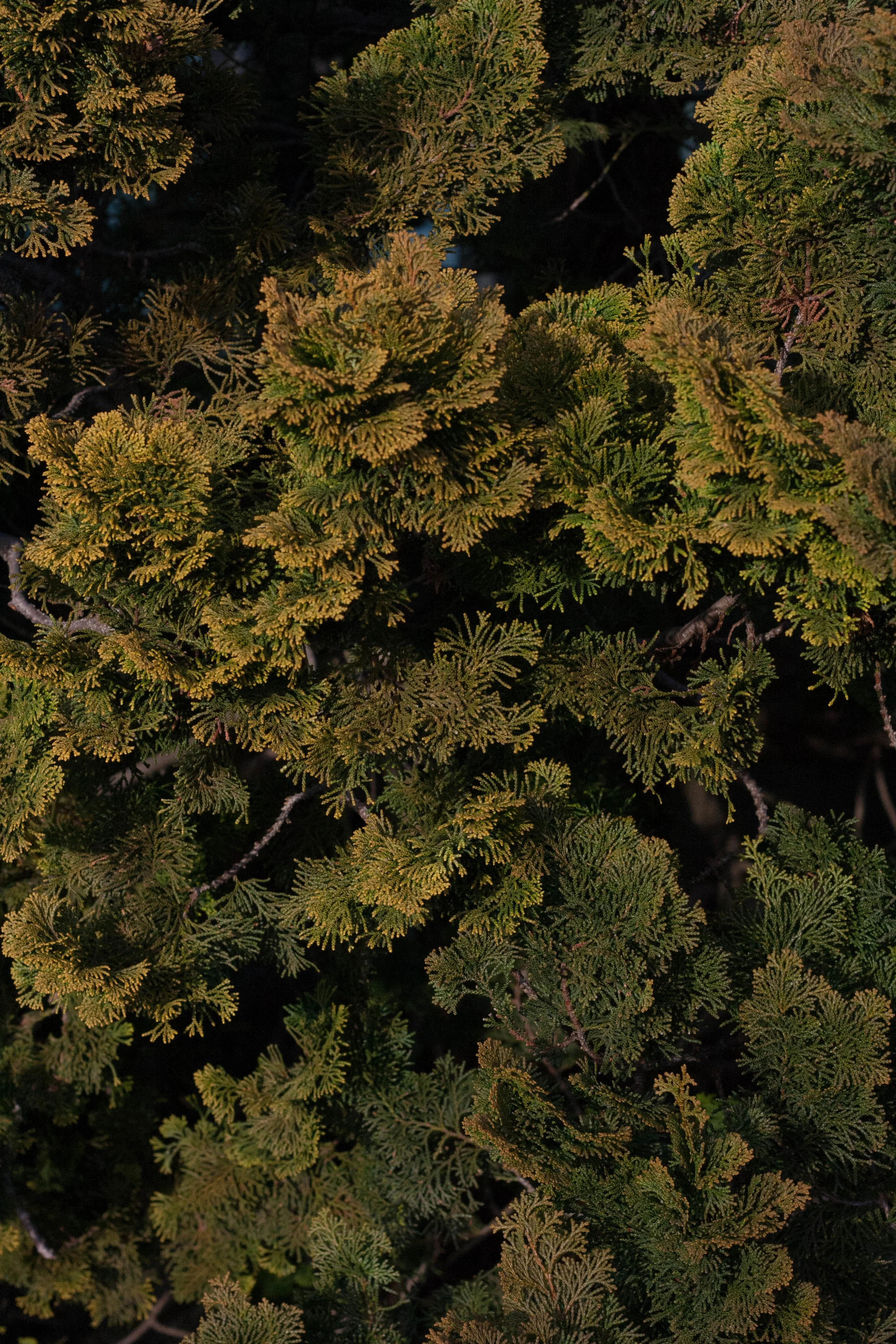 2.18_BotanicGardens (22 of 24).jpg