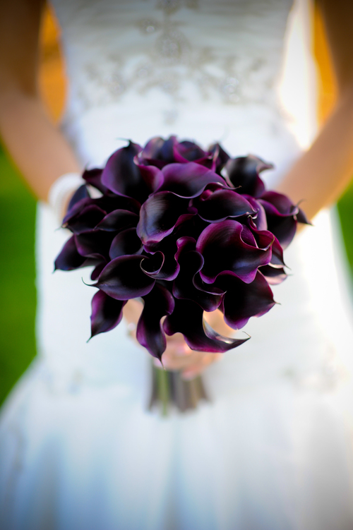 Bharat Palmer Photography