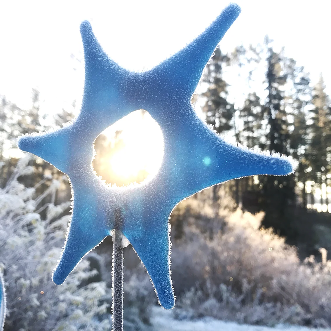 glasstjarna_frost.jpg