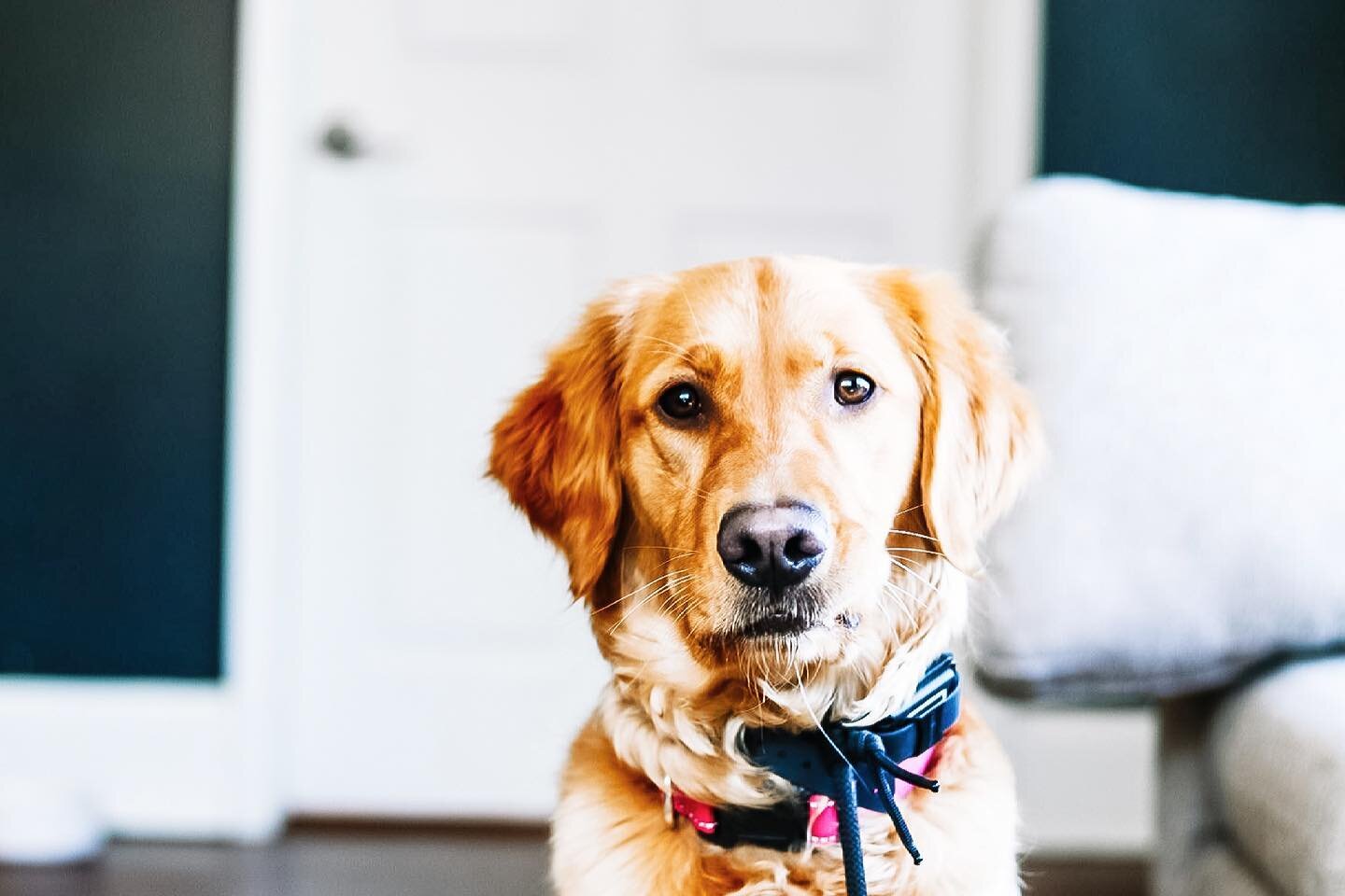 This is Flutie. 

She&rsquo;s a sweet golden who is here for our Board and Train program. She&rsquo;s a typical pup who loves a good game of keep away and gets overexcited when greeting strangers and dogs. We&rsquo;ve spent exactly one week with her 