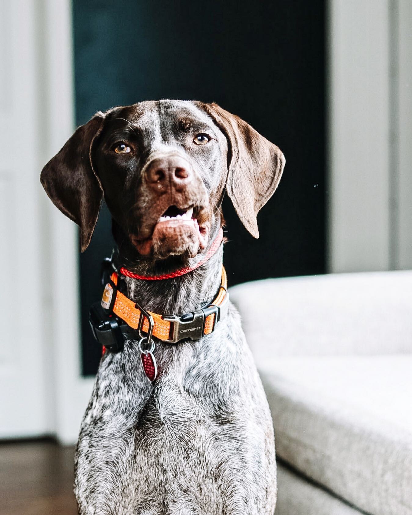 Meet Alton. ➡️ @altonthegsp 

This handsome GSP is joining us for general GSP stuff. 🤣 He&rsquo;s a big sweetheart that has trouble reigning in the wiggles in public, and is a selective listener. We are going to work on his &ldquo;off switch&rdquo; 