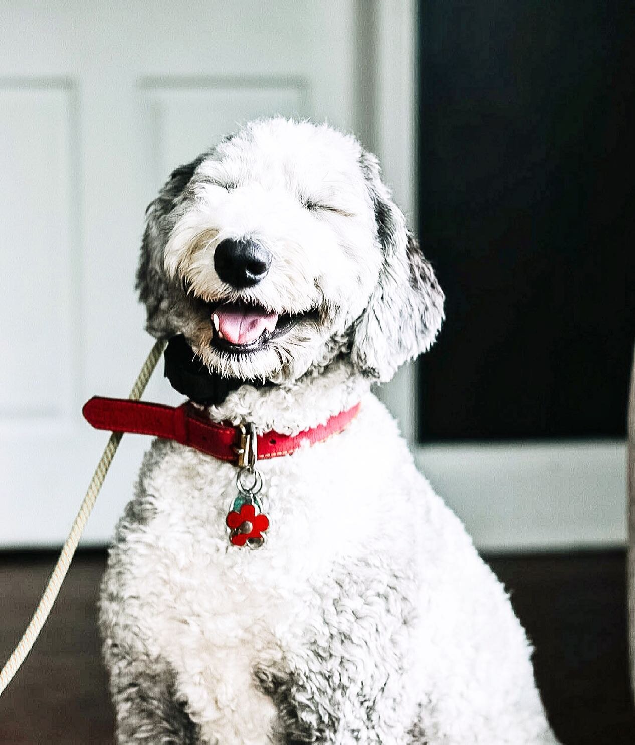 Meet Millie.

She&rsquo;s a sweet Sheepadoodle that needs a little guidance on how to relax. She&rsquo;s a known door bolter, leash puller, and gets very over excited with guests. 

A solid foundation of recall, place command, and structured leash wa