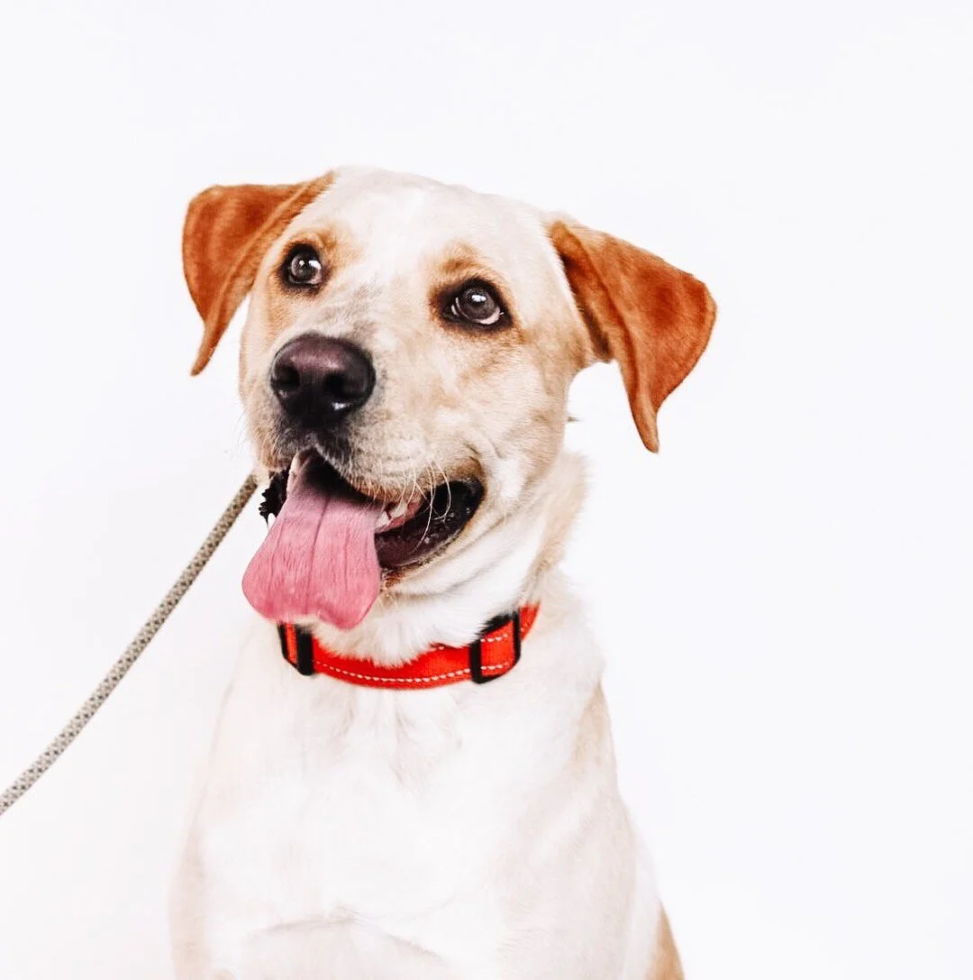 pet az training collar