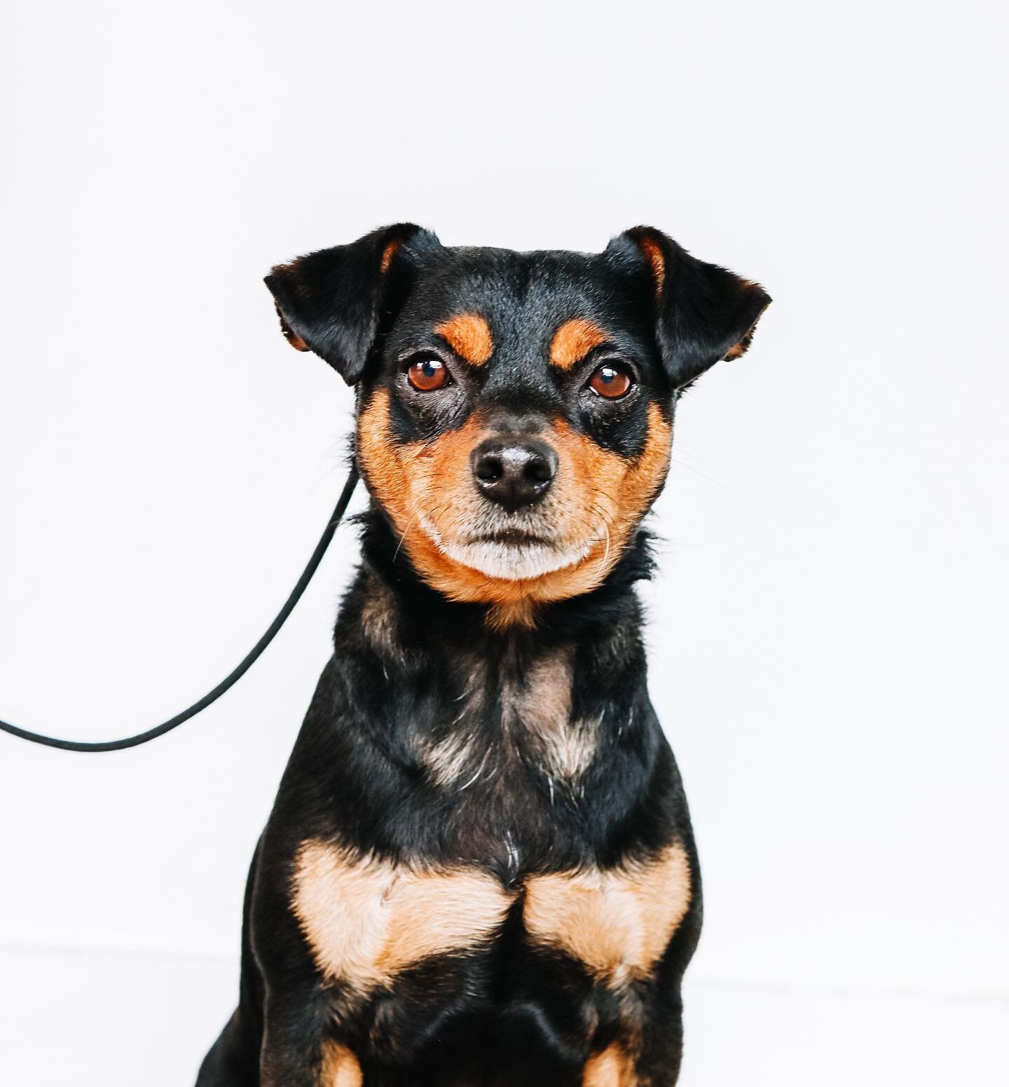 Bentley &bull; 6yrs &bull; Min pin mix

Training goals: he&rsquo;s got an extensive bite history, so getting a solid obedience foundation will give his family the tools and communication skills to manage his behaviors and help curb urge to protect th