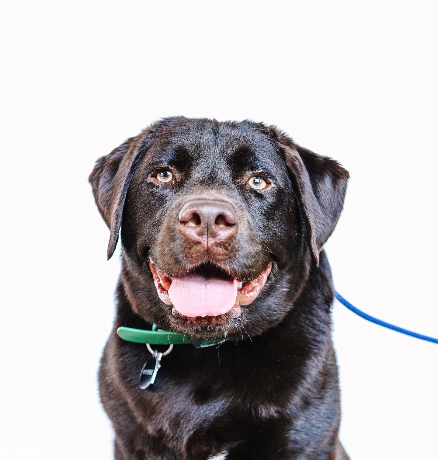 Ruthie &bull; 1yr &bull; Lab

Training goals: to be neutral in the presence of other dogs without needing to socialize, leash walking, e-collar conditioning, general obedience

Loves to: Play with her homies! This sweet girl could wrestle all day.

N