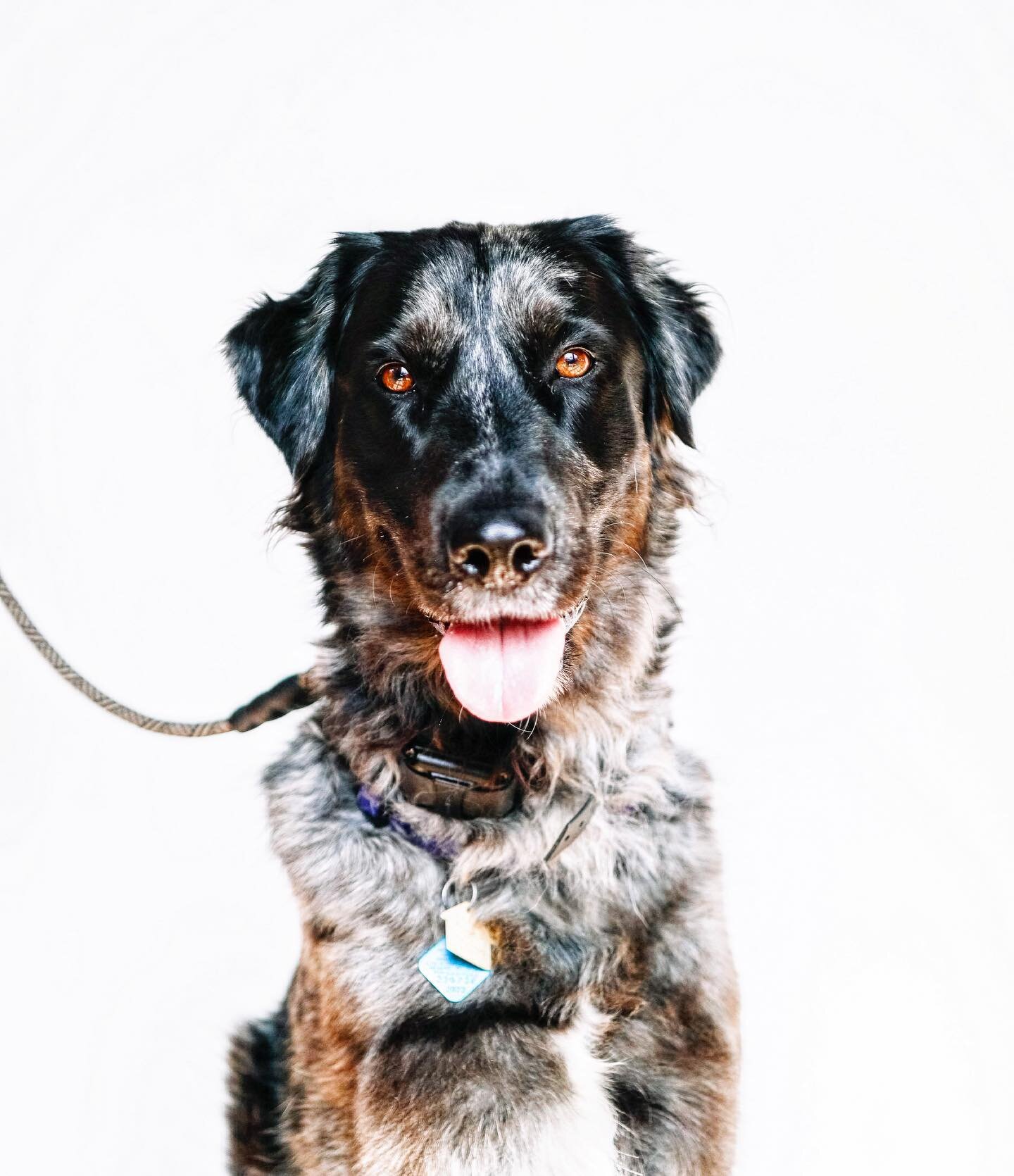 Finn &bull; 4yrs &bull; Aussie/Lab

Training goals: state of mind overhaul, address reactivity on walks, recall off off the neighbor fence runner, impulse control for high chair droppings. 

Loves to: tap dance and talk about all the things. 💥

Nick