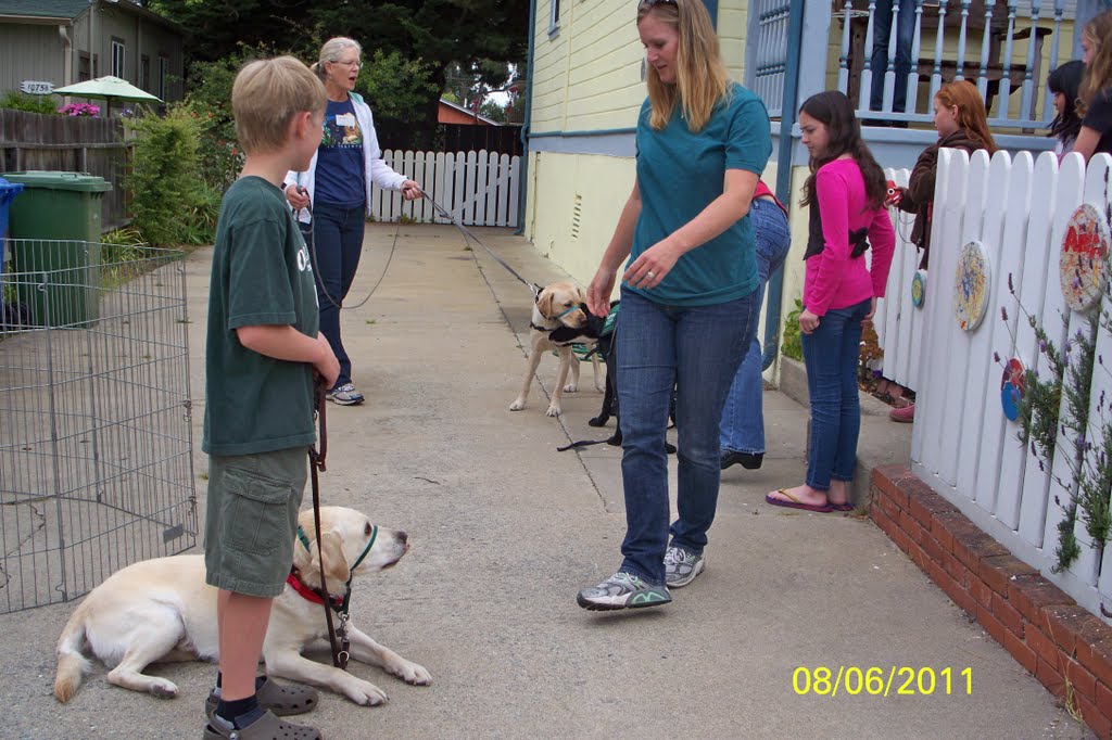 A Guide to Guide Dogs