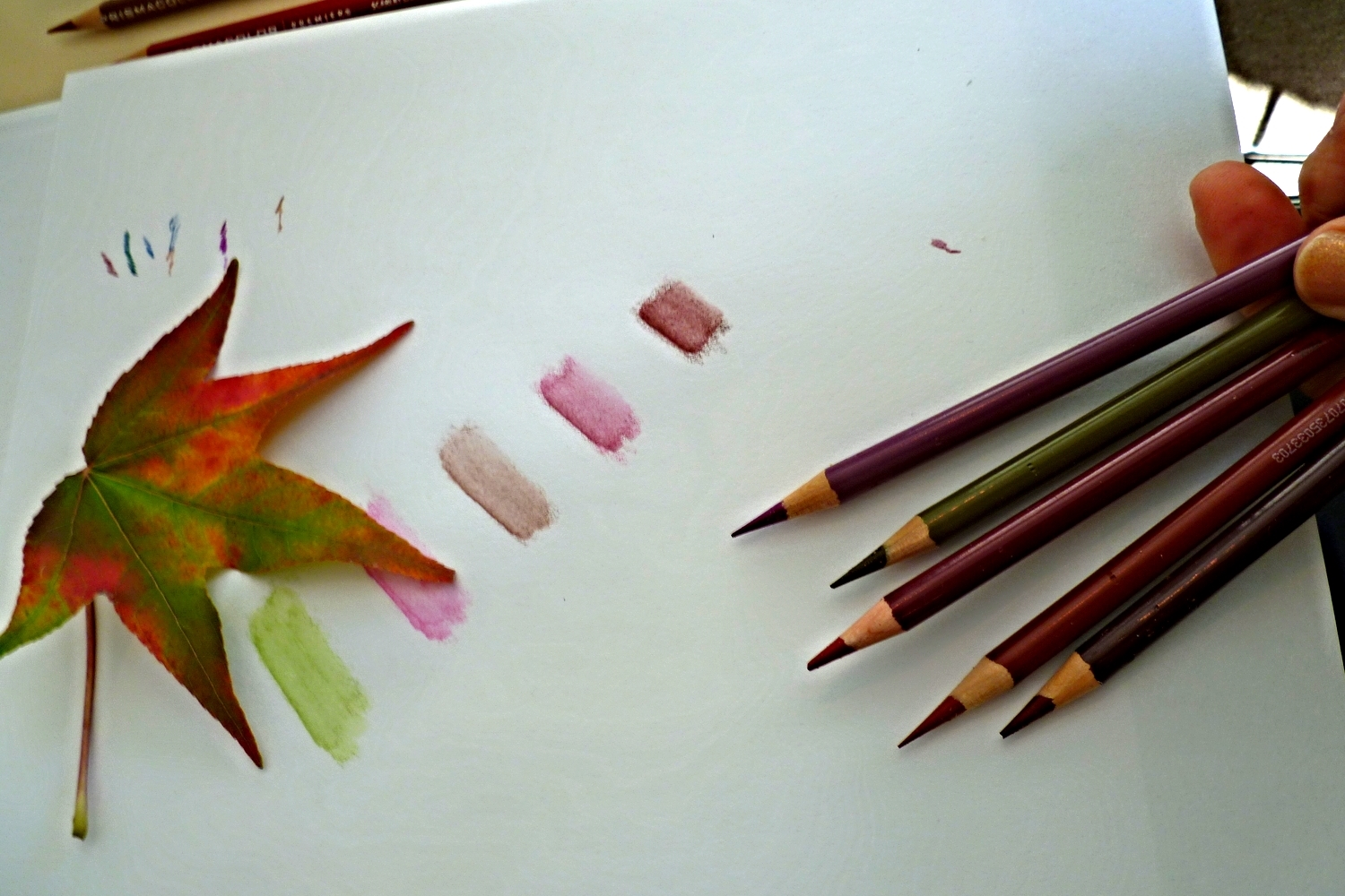 Drawing Autumn Leaves in Fall Color - with Nina Antze