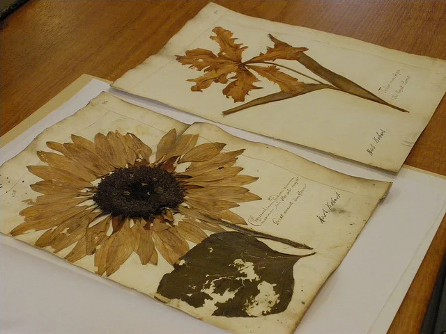 Make Your Own Herbarium!