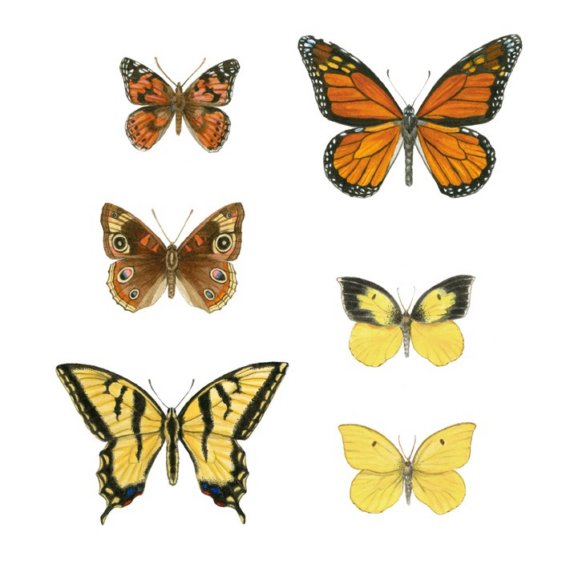 Bees, Beetles and Butterflies: An Introduction to Drawing Insects