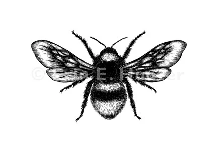 bumblebee.jpg