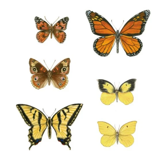 California butterflies.jpg