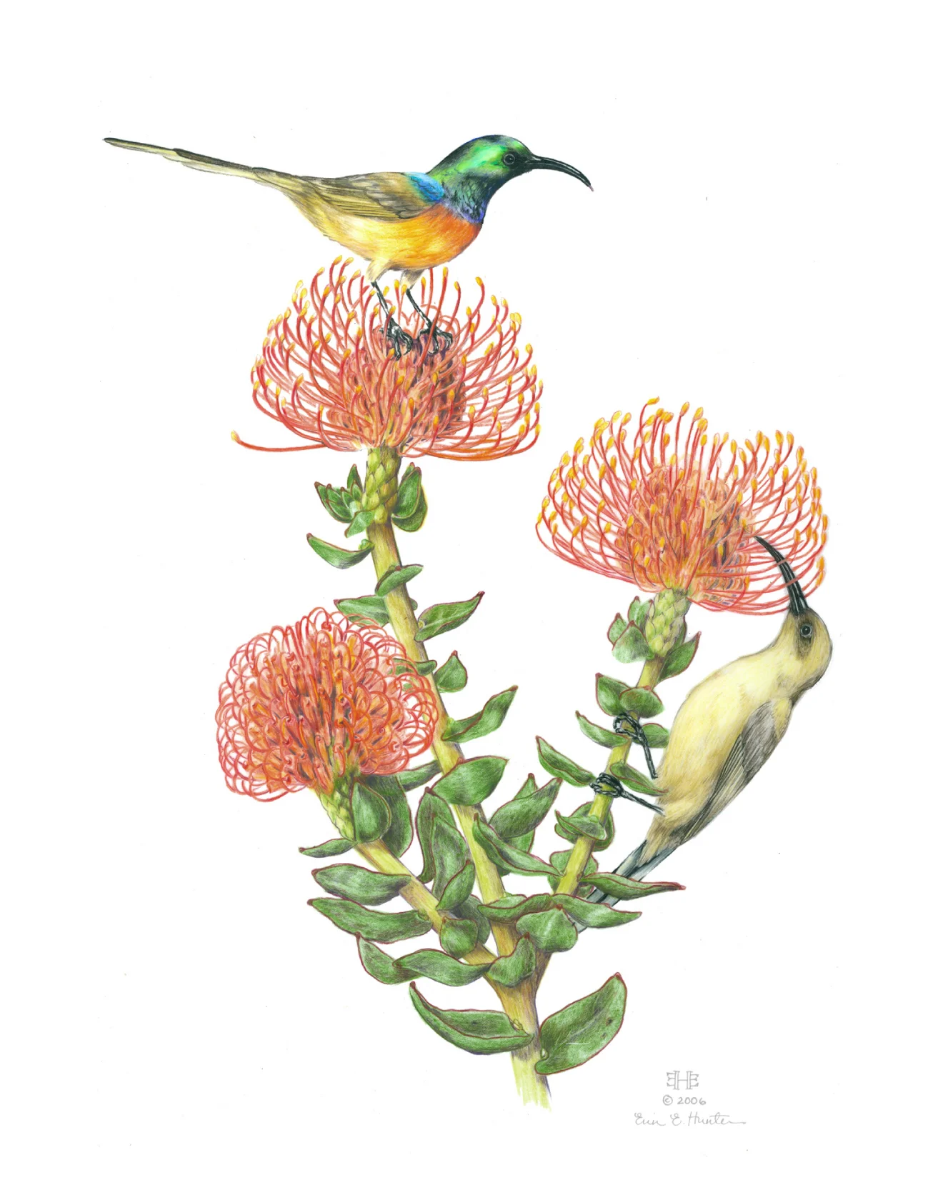 An Introduction to Botanical Color: Painting South African Flowers