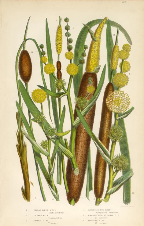 Cattails and Tule Painting Workshop