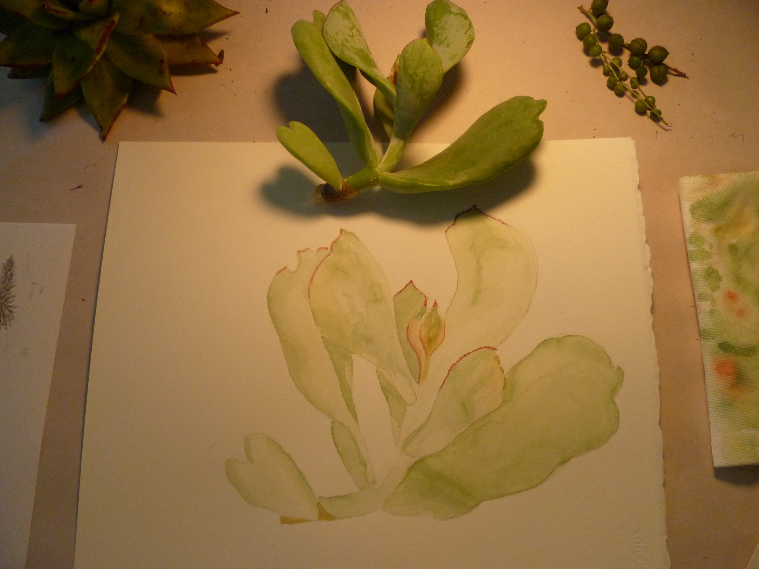Drawing Succulents with Erin Hunter