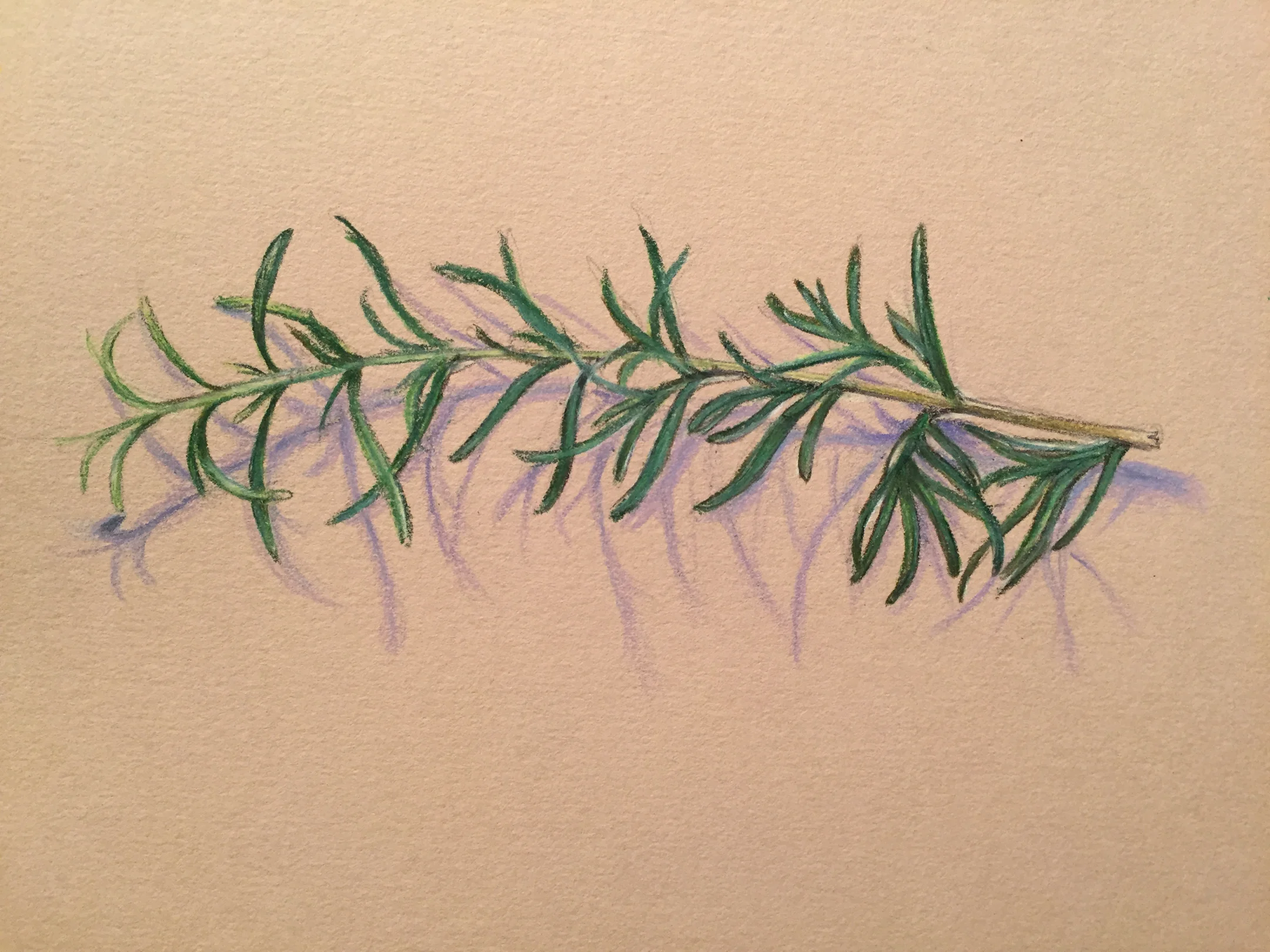 Colored Pencil on Toned Paper