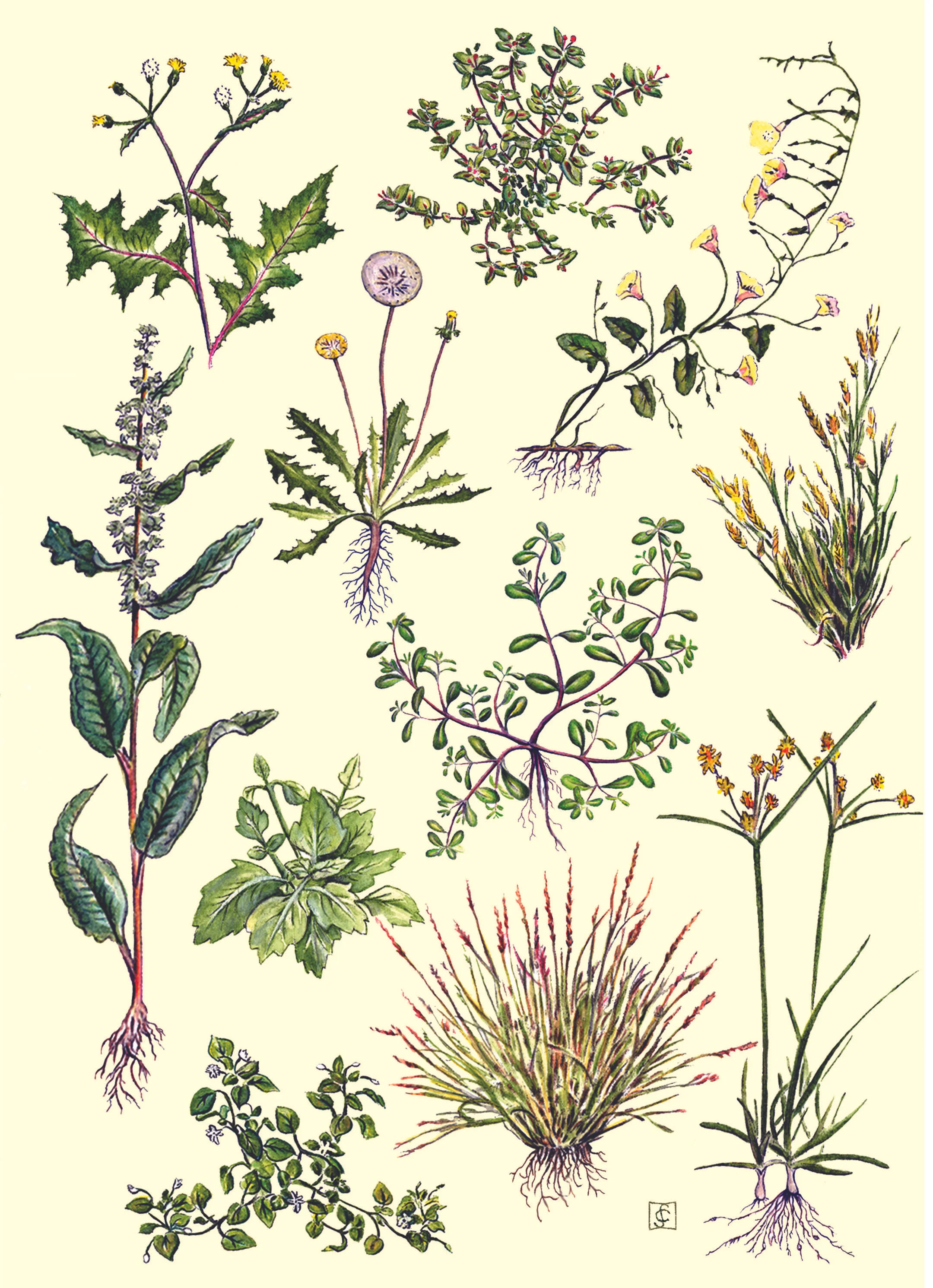 Edible Herbs, Grasses Cattails and Tule Painting 