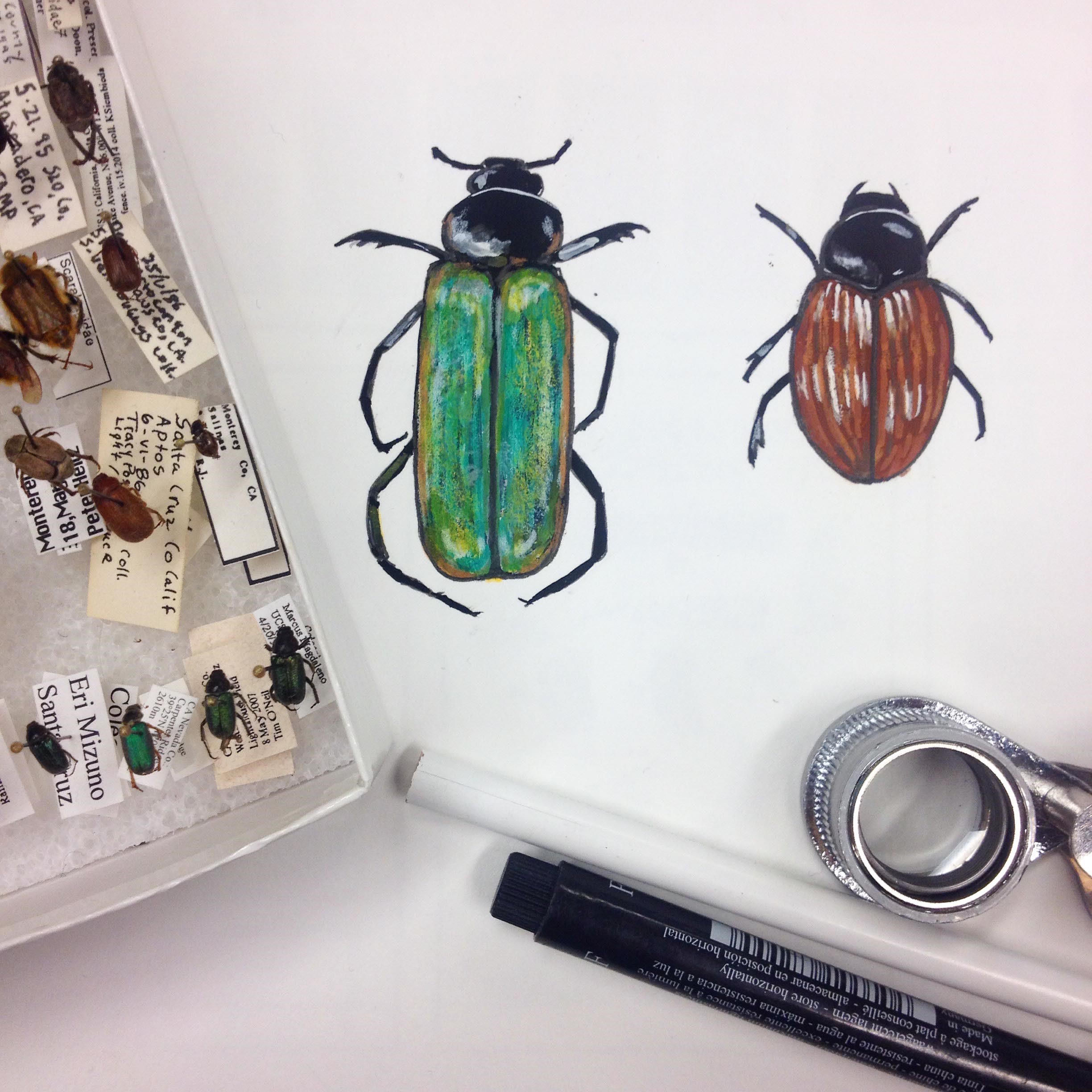 Beetles.jpg
