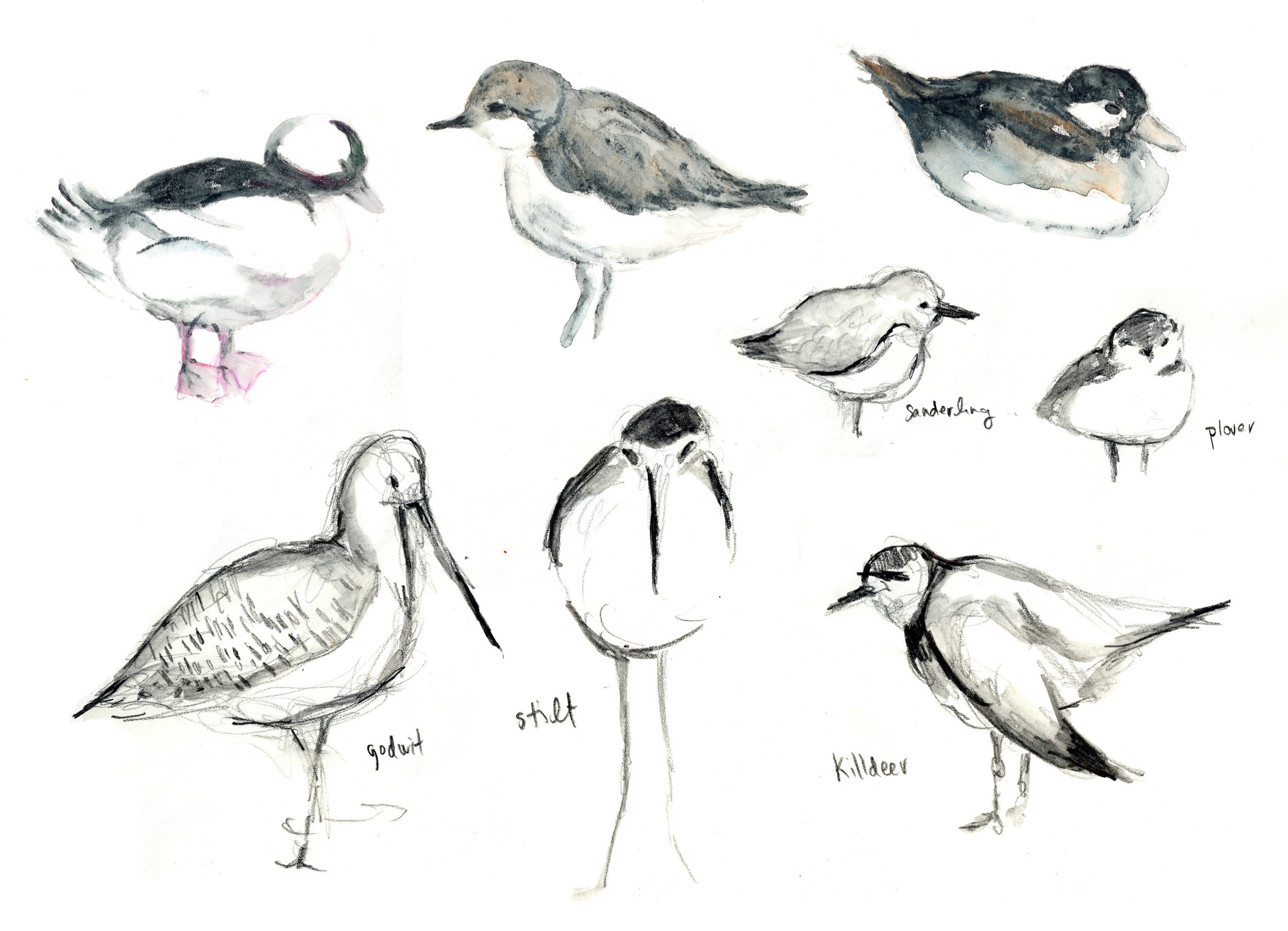 bird sketching 1.jpg
