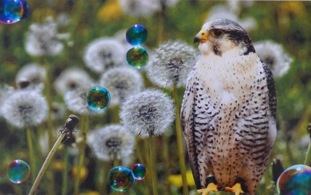 SoulCollage® and Spirit Animals