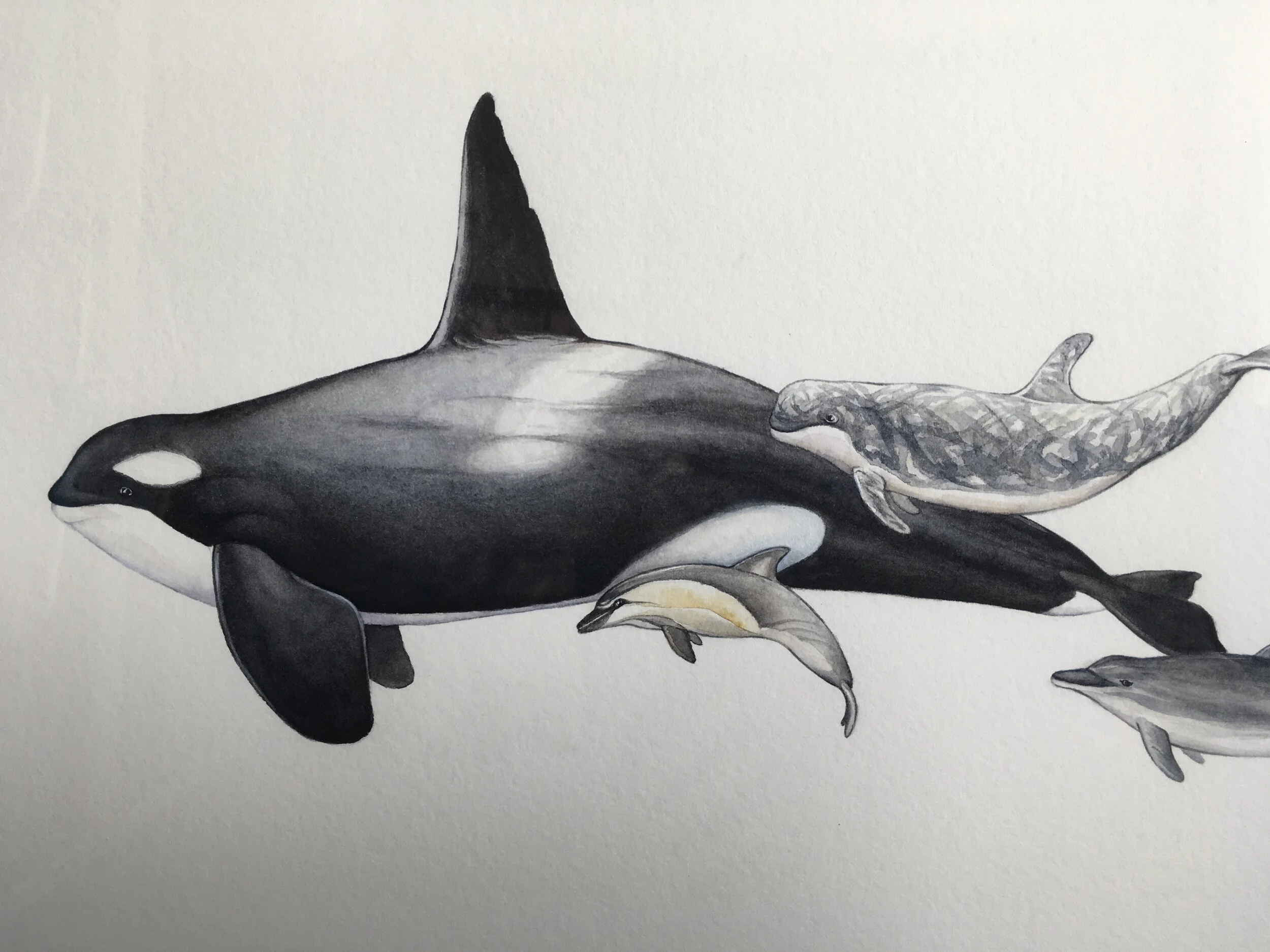 Marine Mammal Illustration