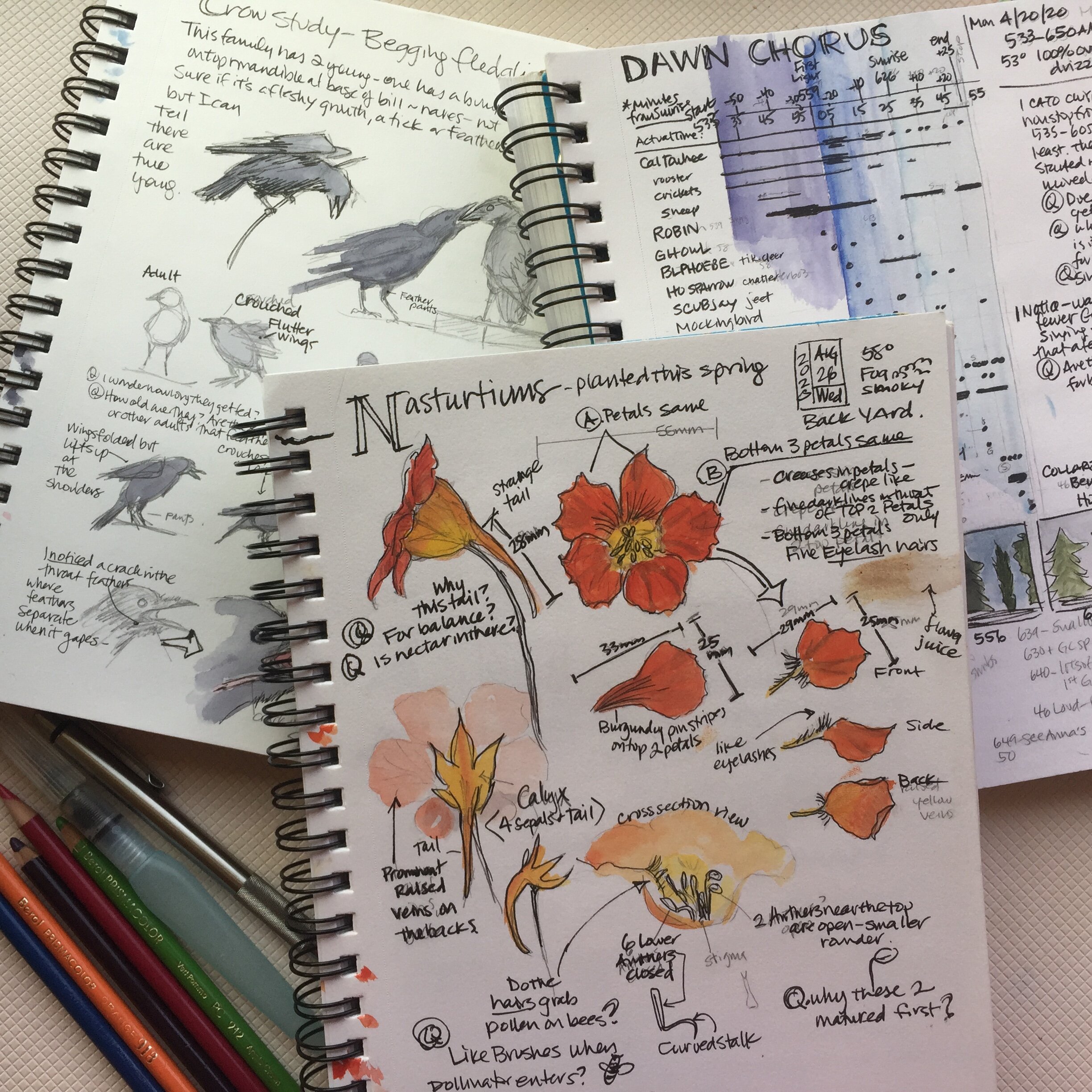 Nature Journaling: Opening your eyes to wonder