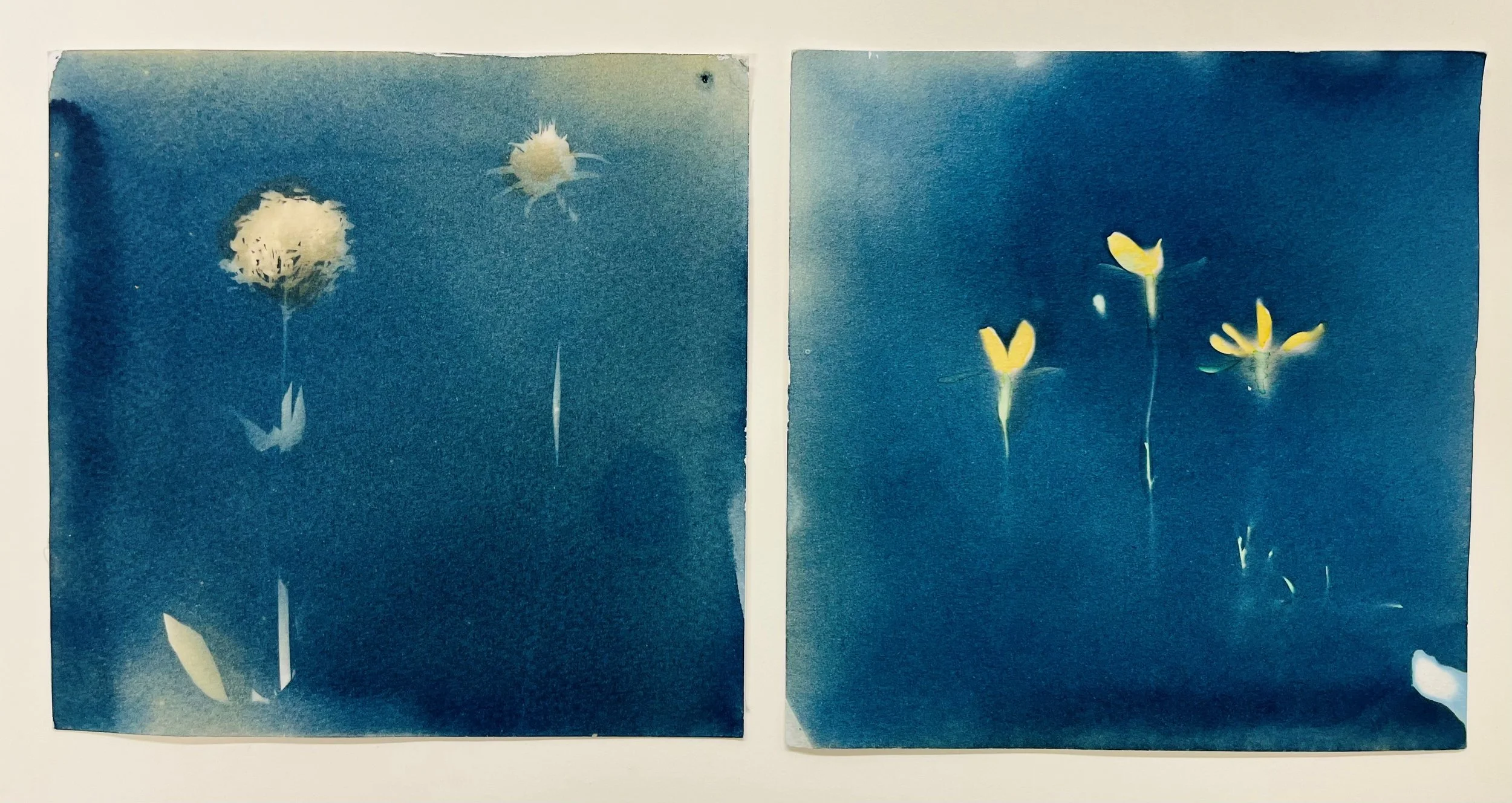 Make your own Cyanotypes!