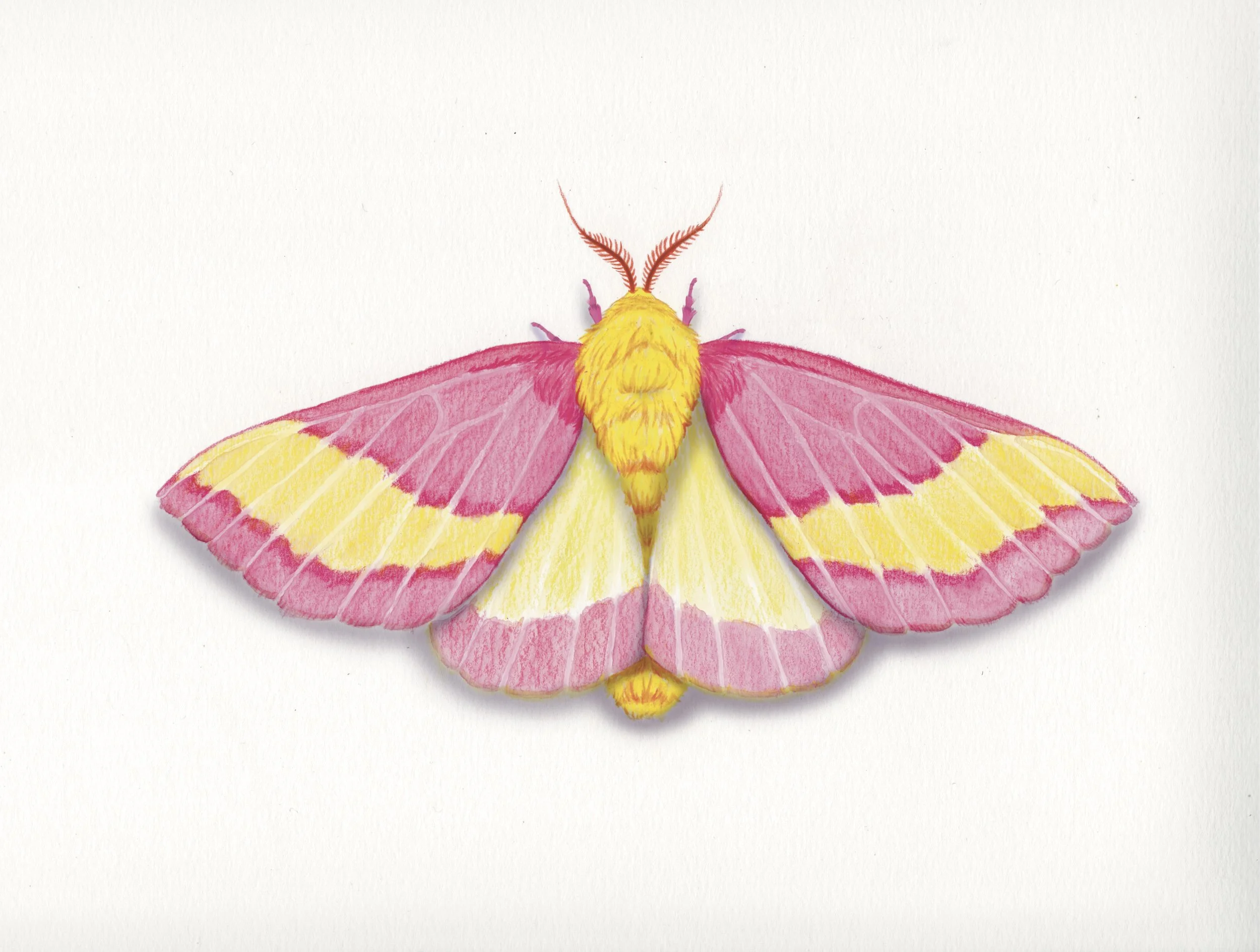 Illustrating Insects - Butterflies, Moths, &amp; some Creepy Crawlers!