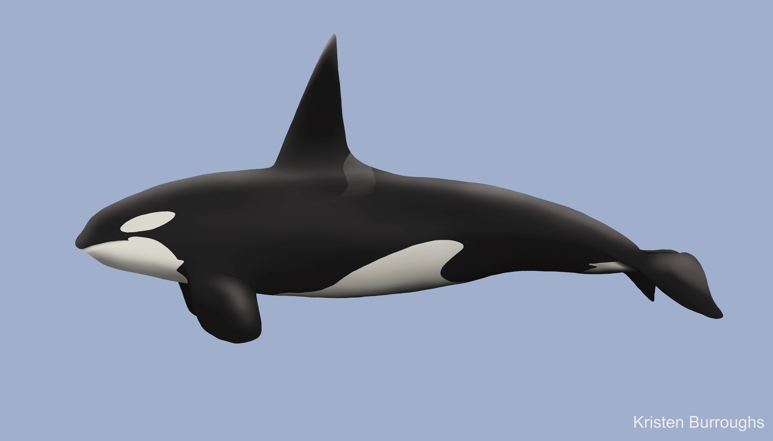 Orca Male.jpg