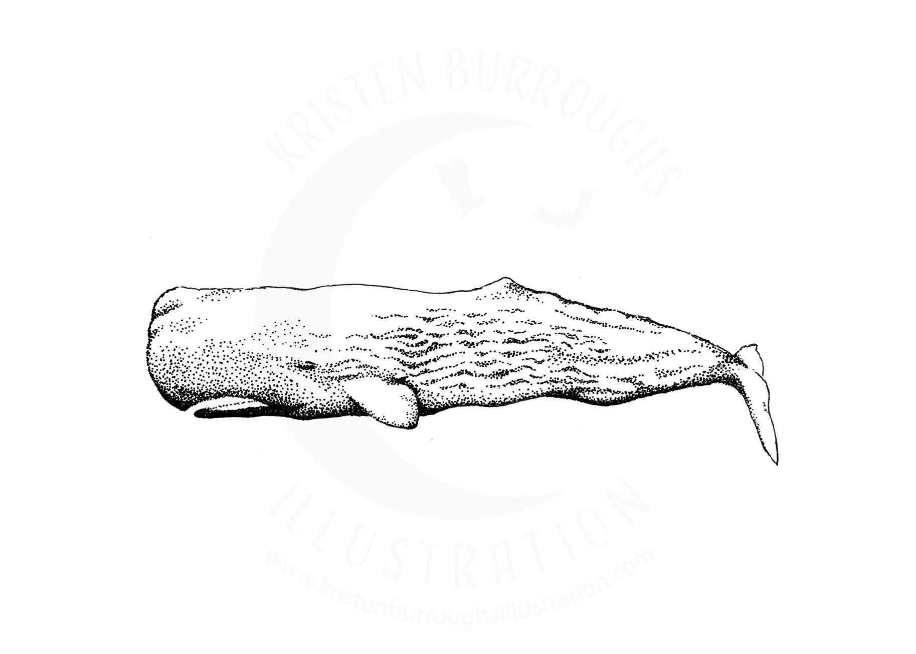 sperm_whale 5x7.jpg