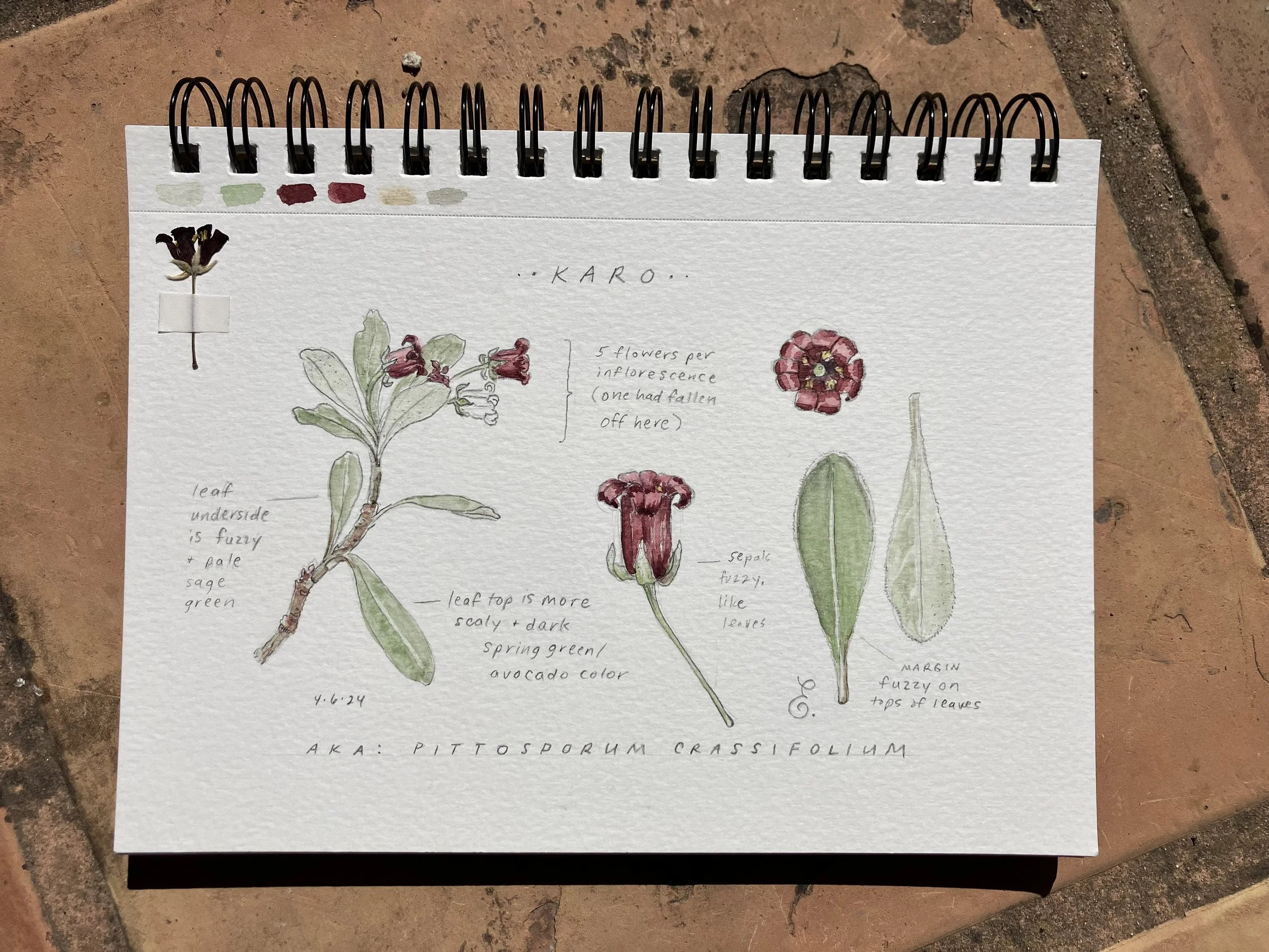 Botanical Illustration: Autumn Plants