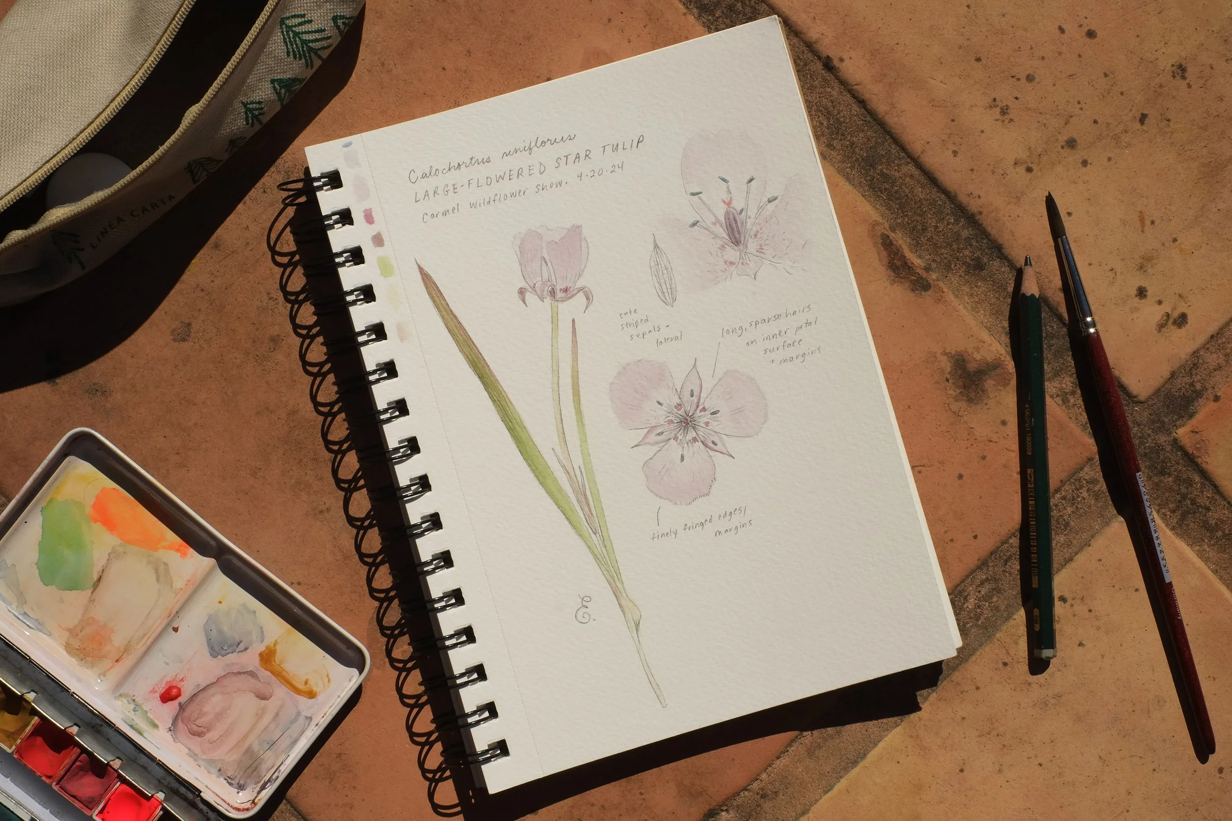 Botanical Illustration: Spring Flowers
