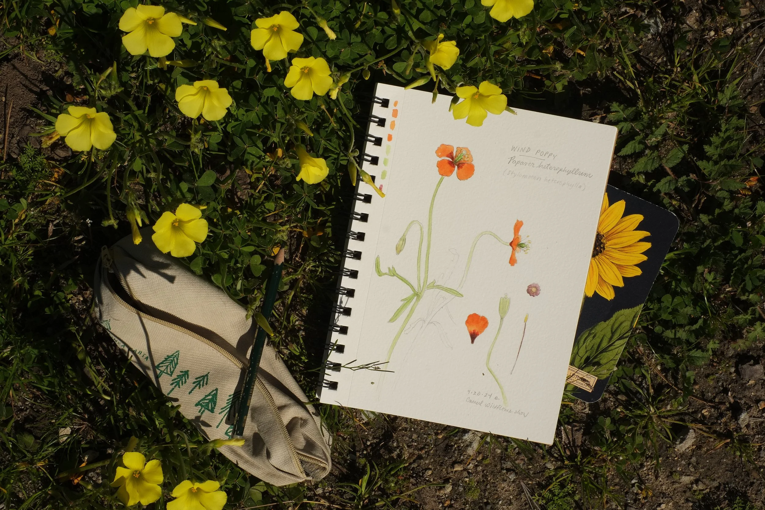 Botanical Illustration: Spring Flowers