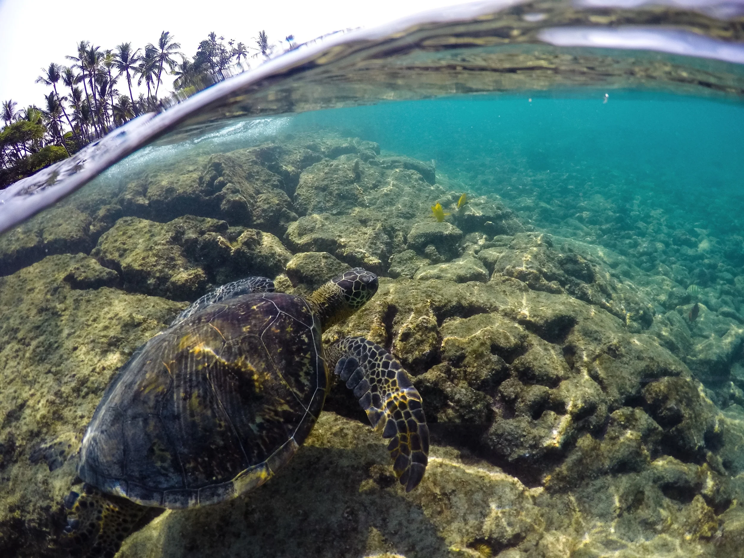 This was my 47th state. The Big Island was amazing. I swam with sea turtles and drove on lava beds while on the island, and saw many other beautiful sights. At this point, it is safe to say that we have pretty much everything in the US.