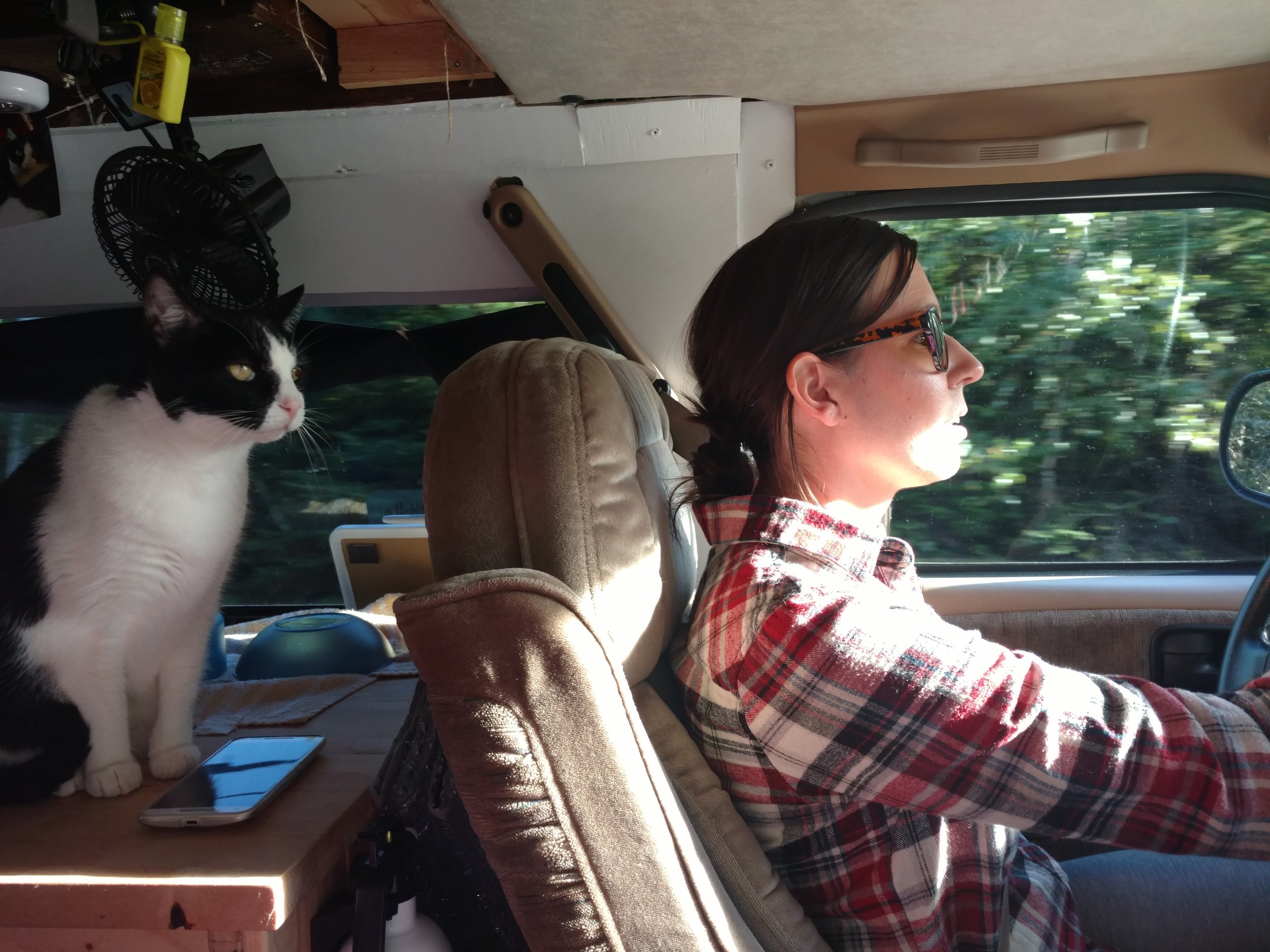 Guest Post: Guide to Vanlife with Cats 