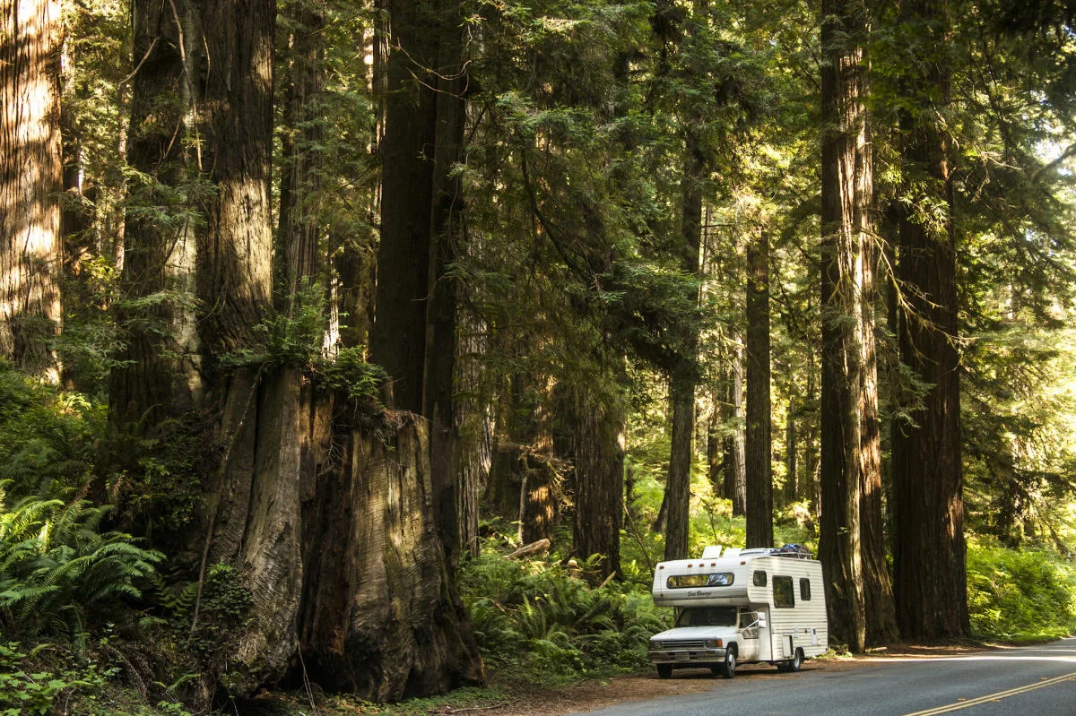 Redwoods National Park