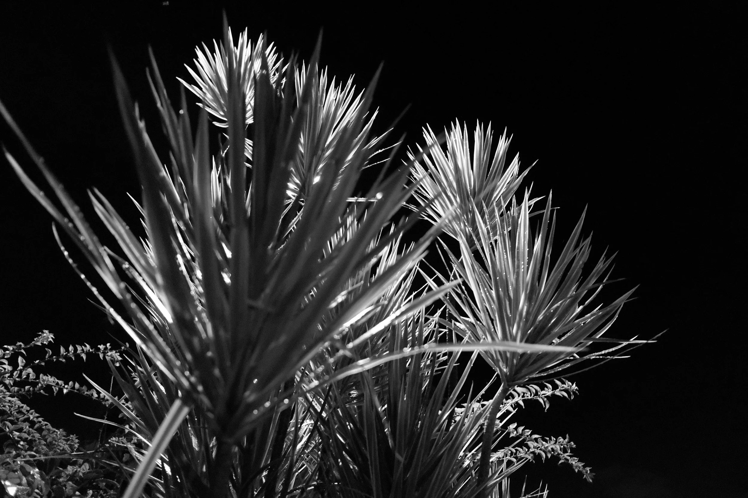DSCF8926.jpg