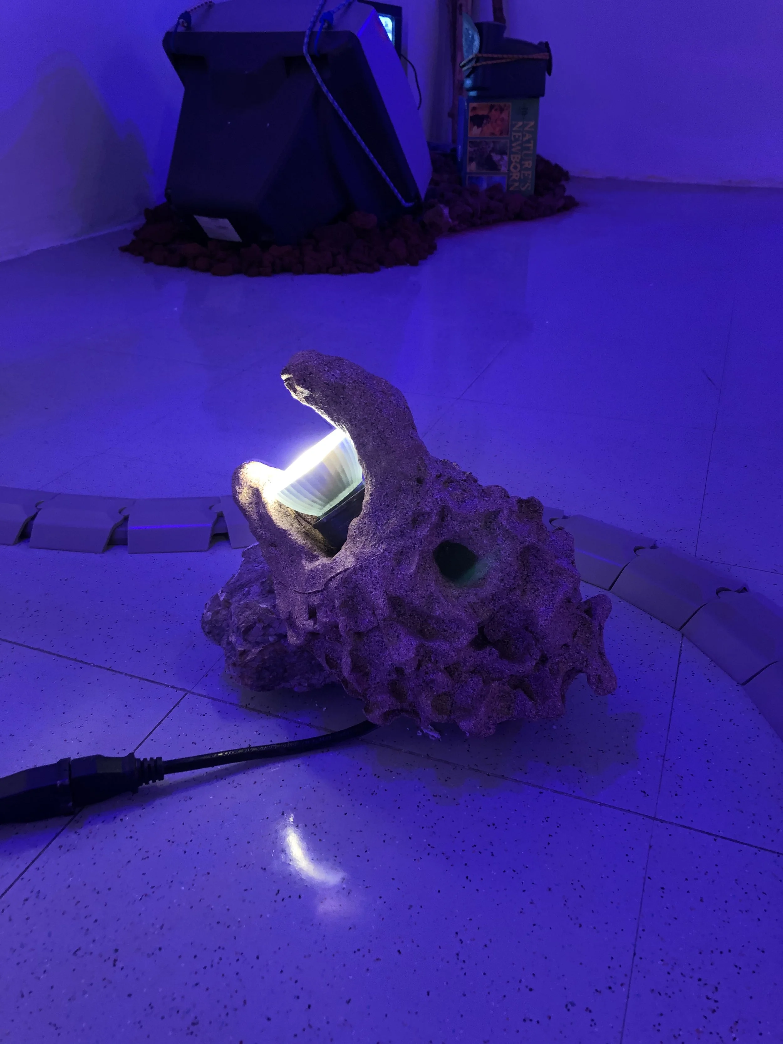 Copy of IMG_6561.jpeg