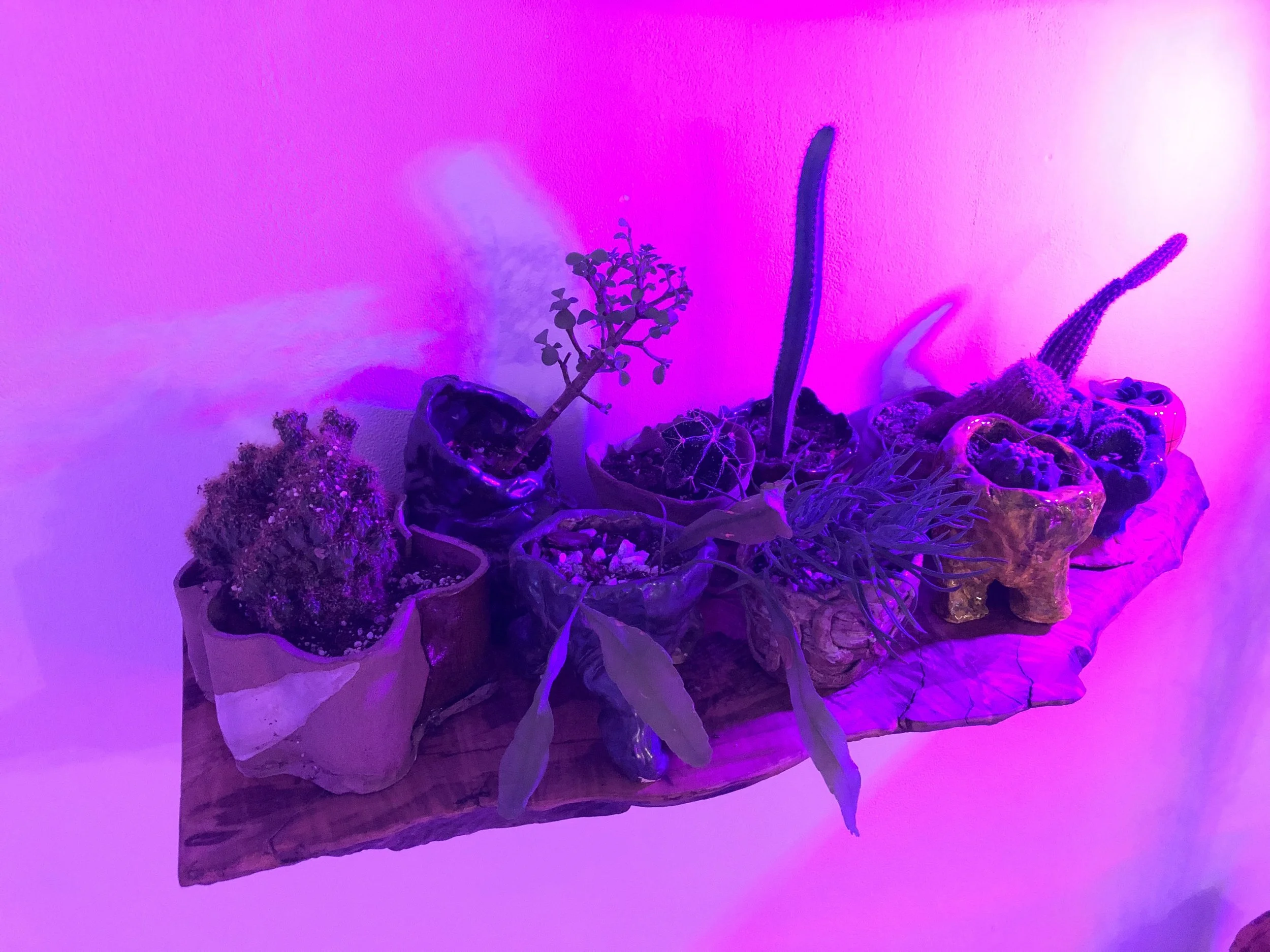 Copy of IMG_6571.jpeg