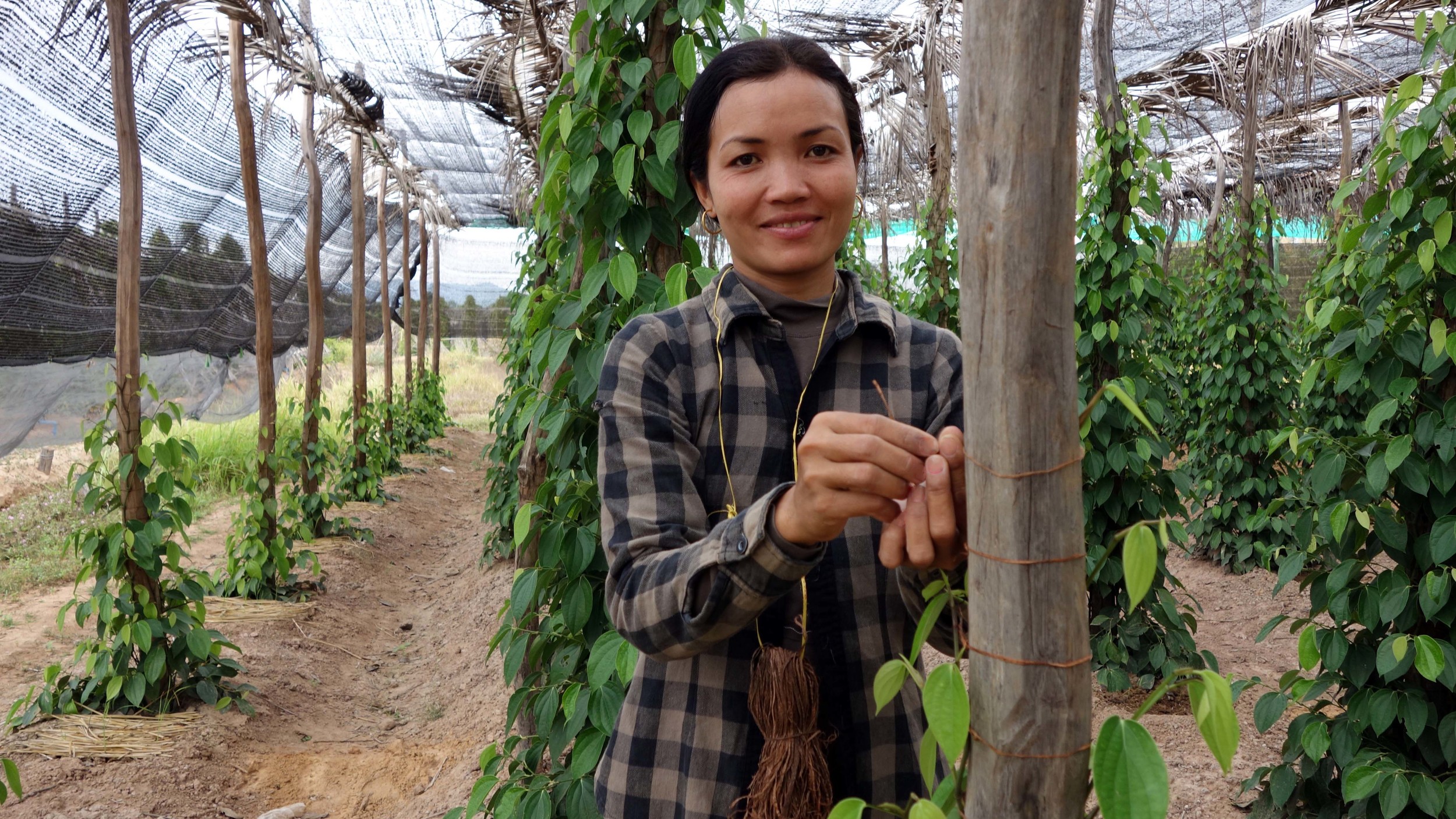 Attaching coconut ties to vines.jpg