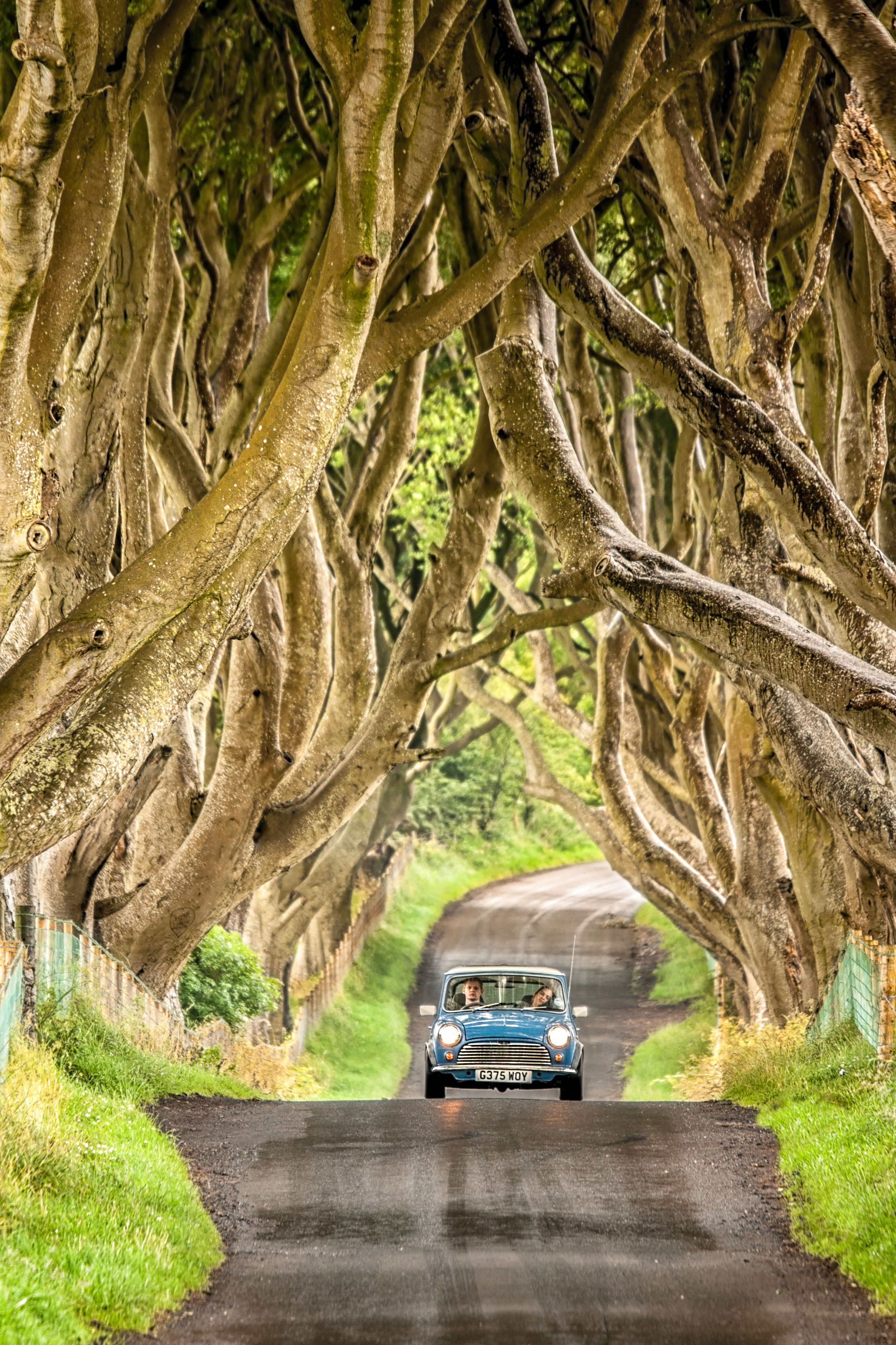 Dark hedges with mini.jpg