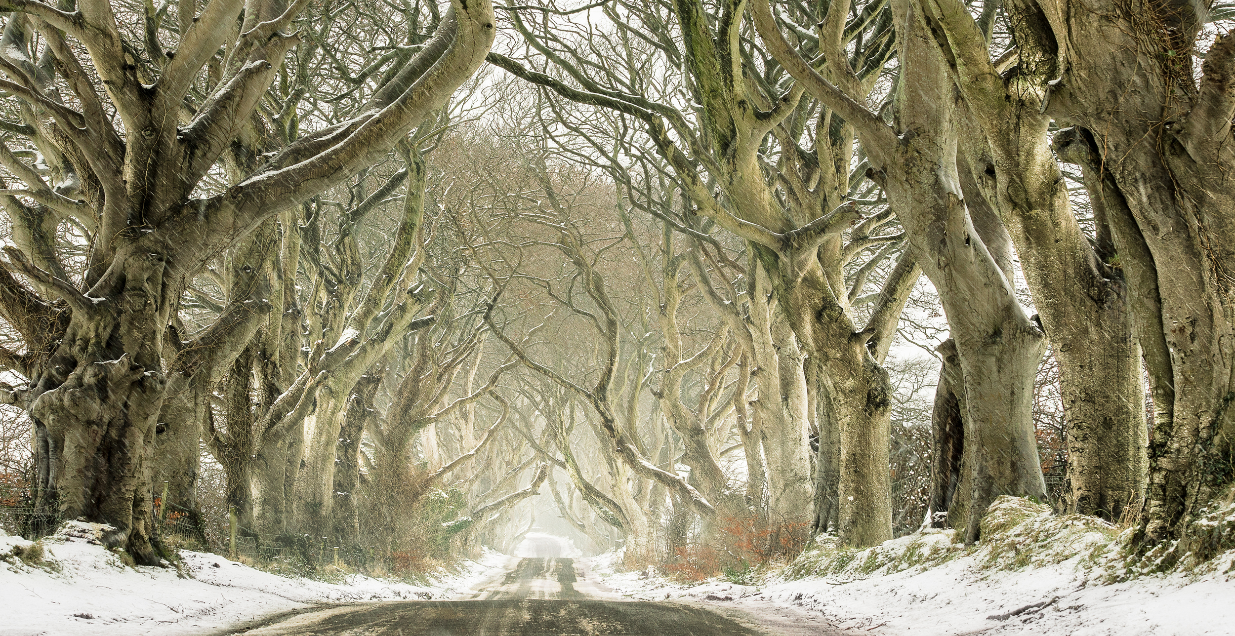 The Mythical Dark Hedges-2.jpg