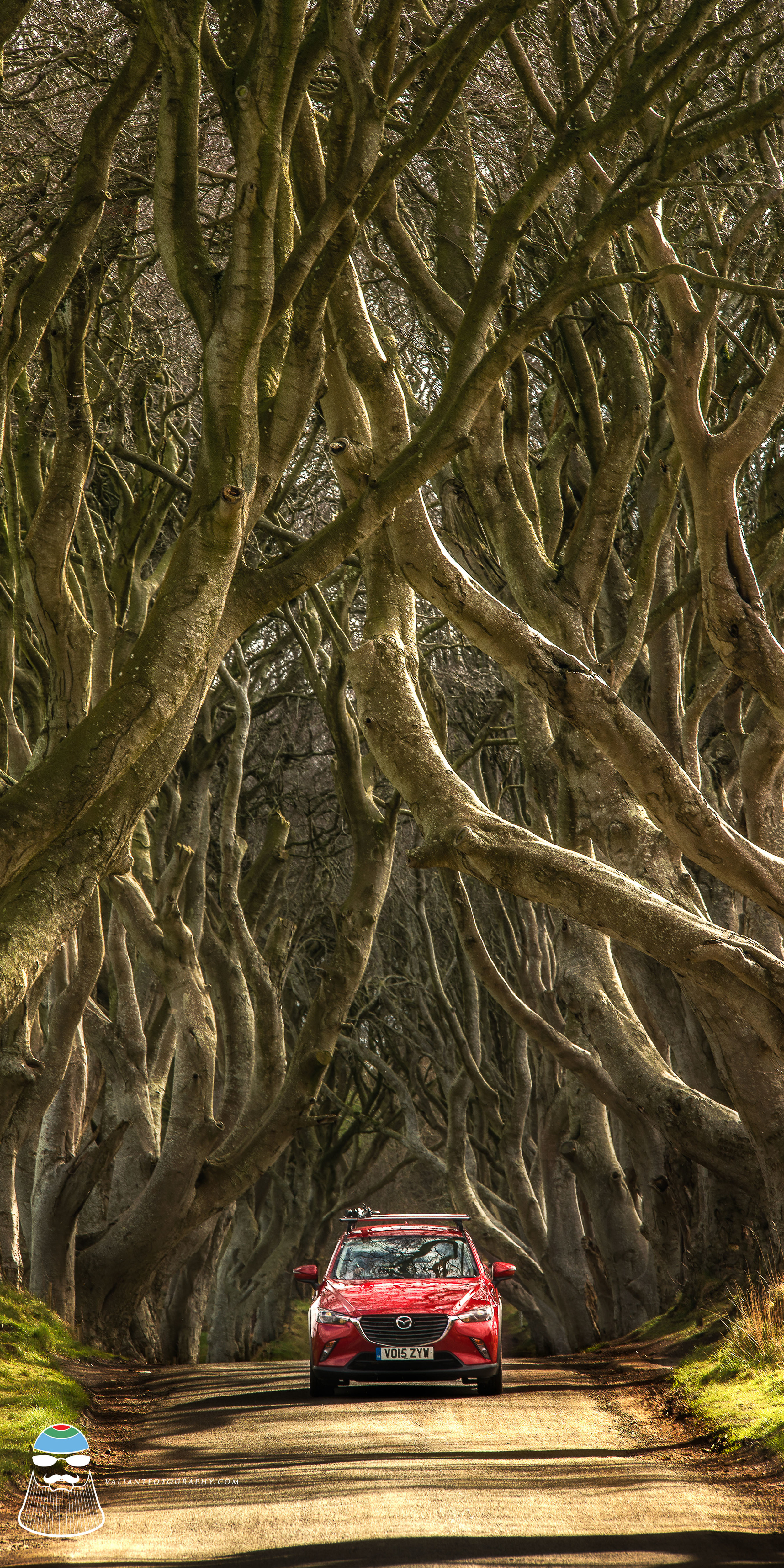 The Dark Hedges