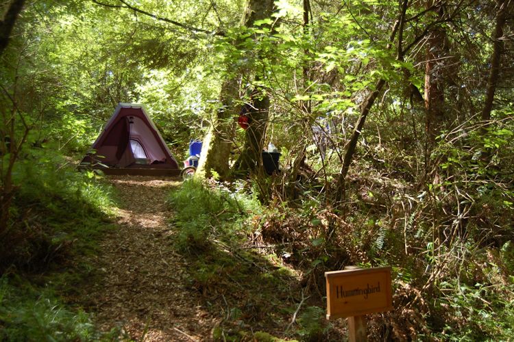 Forest Campsite