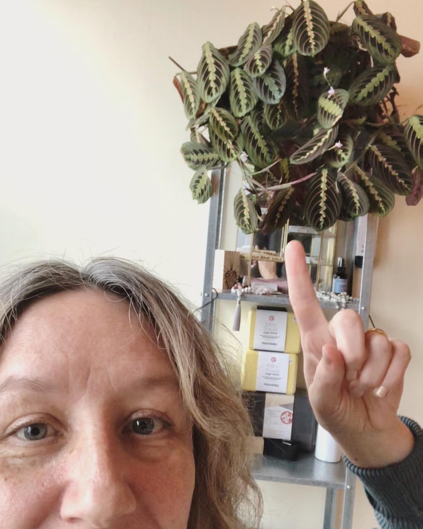 Happy Earth Day from Luna the prayer plant!
#biggerthanmyhead