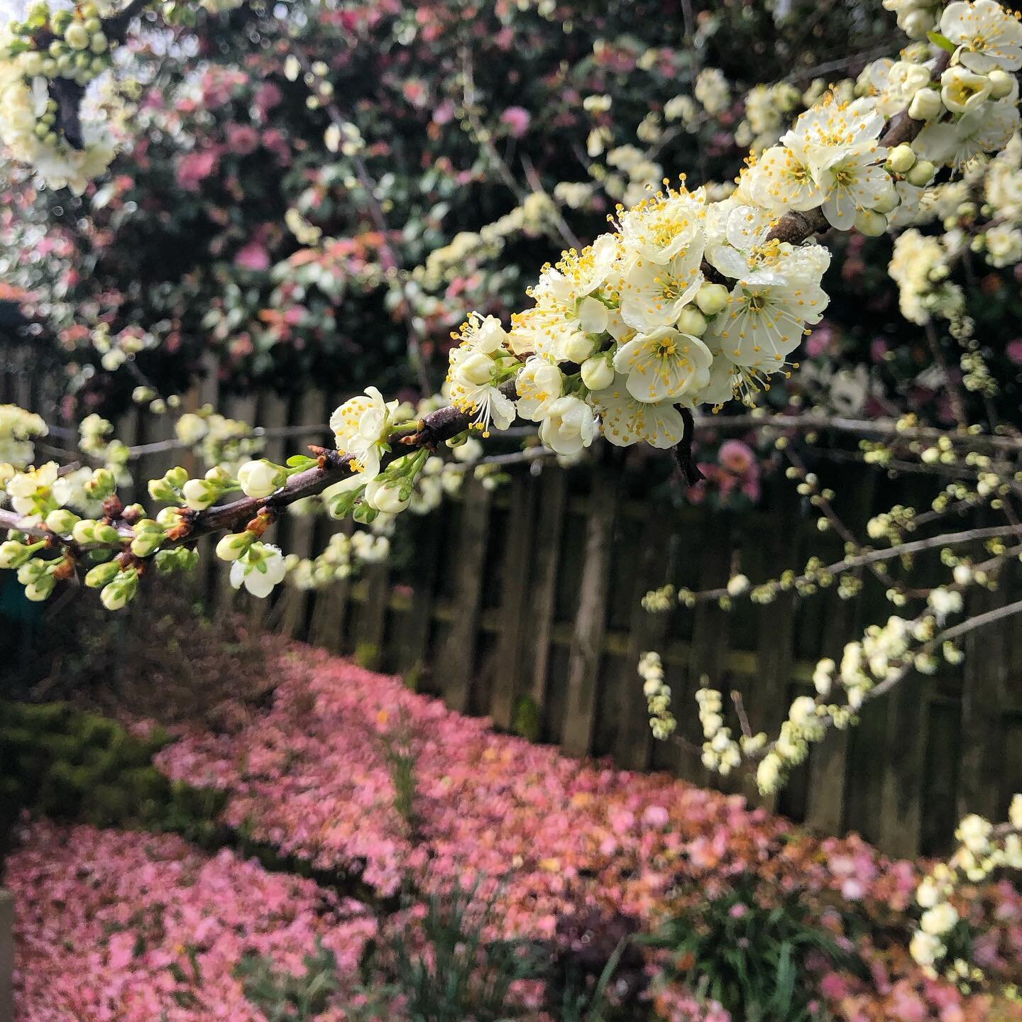 Green gage plum and the tulips are late this year. Lilacs are on time. Tending the garden has taught me so much about cycles.