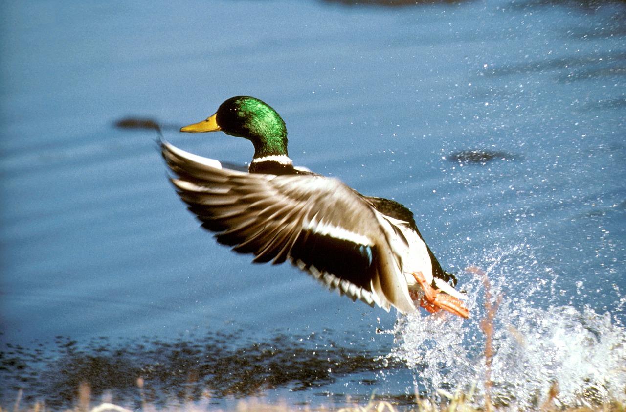 mallard-622866_1280.jpg