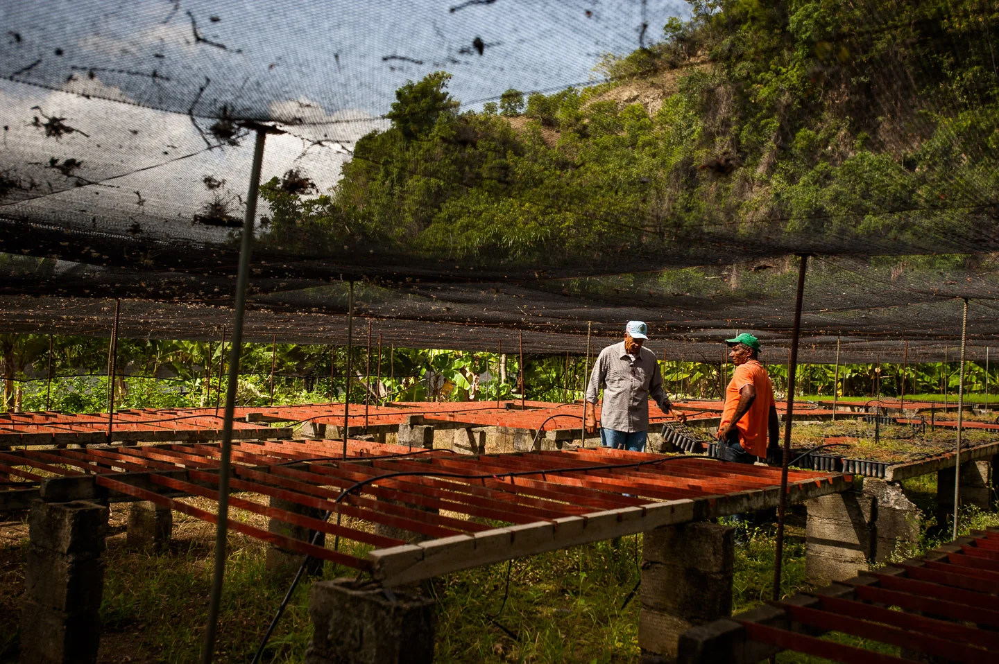 Carlos Bonilla of ADESJO Natural Resources department and Juan Bautista Peña, reforestation and agriculture specialist, examine the racks of planters used to grow tiny pine trees—future forests to cover the hills of province of San José de Ocoa. In Ricon Del Pino, Dominican Republic on July 7, 2014. Copyright © 2014 Art Zaratsyan