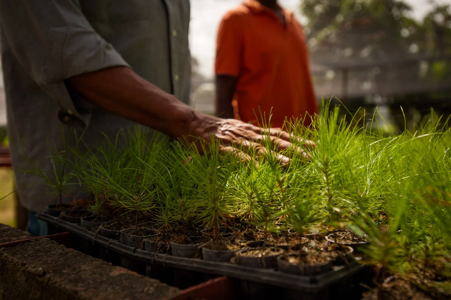Hundreds of tiny pine trees peek their heads out of racks of planters filled with fertile organic soil mixture. In less than a few weeks these pine trees will reach 5–7 inches in height and will be removed out of their casing to be planted around the province of San José de Ocoa by ADESJO for reforestation. This project is developed in cooperation with the Environment and Natural Resources Ministry of Dominican Republic in Ricon Del Pino. Dominican Republic, July 7, 2014. Copyright © 2014 Art Zaratsyan