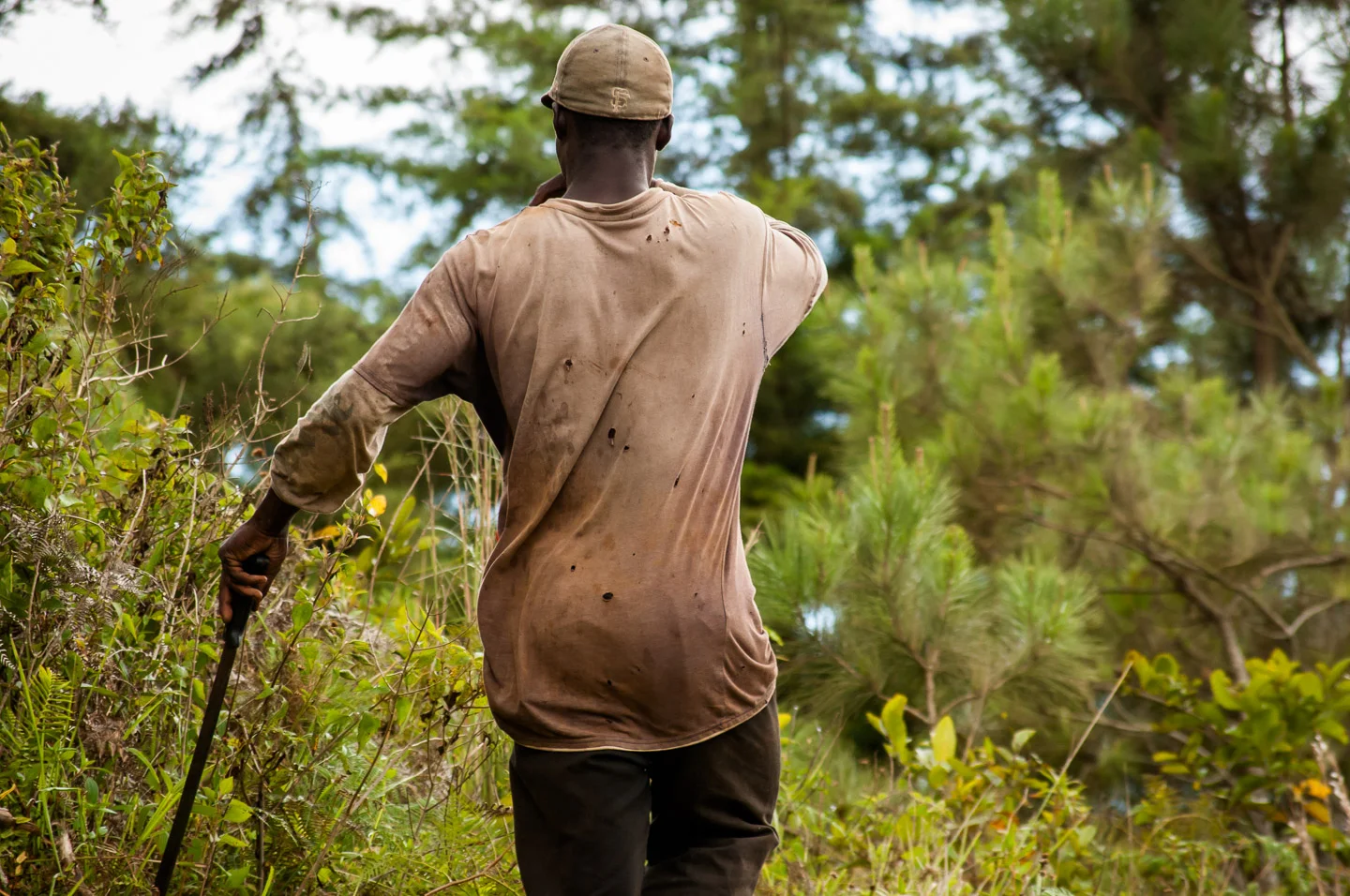 A Haitian field worker helps the community volunteers to clear out the weeds around the young pine trees planted by ADESJO near the village of Derrumbado, San José de Ocoa, to reforest the area. Haitians are estimated to make up more than 90% of agricultural workforce in Dominican Republic, majority of whom are living in the country without legal paperwork, trying to earn enough money to support their families back in troubled Haiti. July 10, 2014. Copyright © 2014 Art Zaratsyan